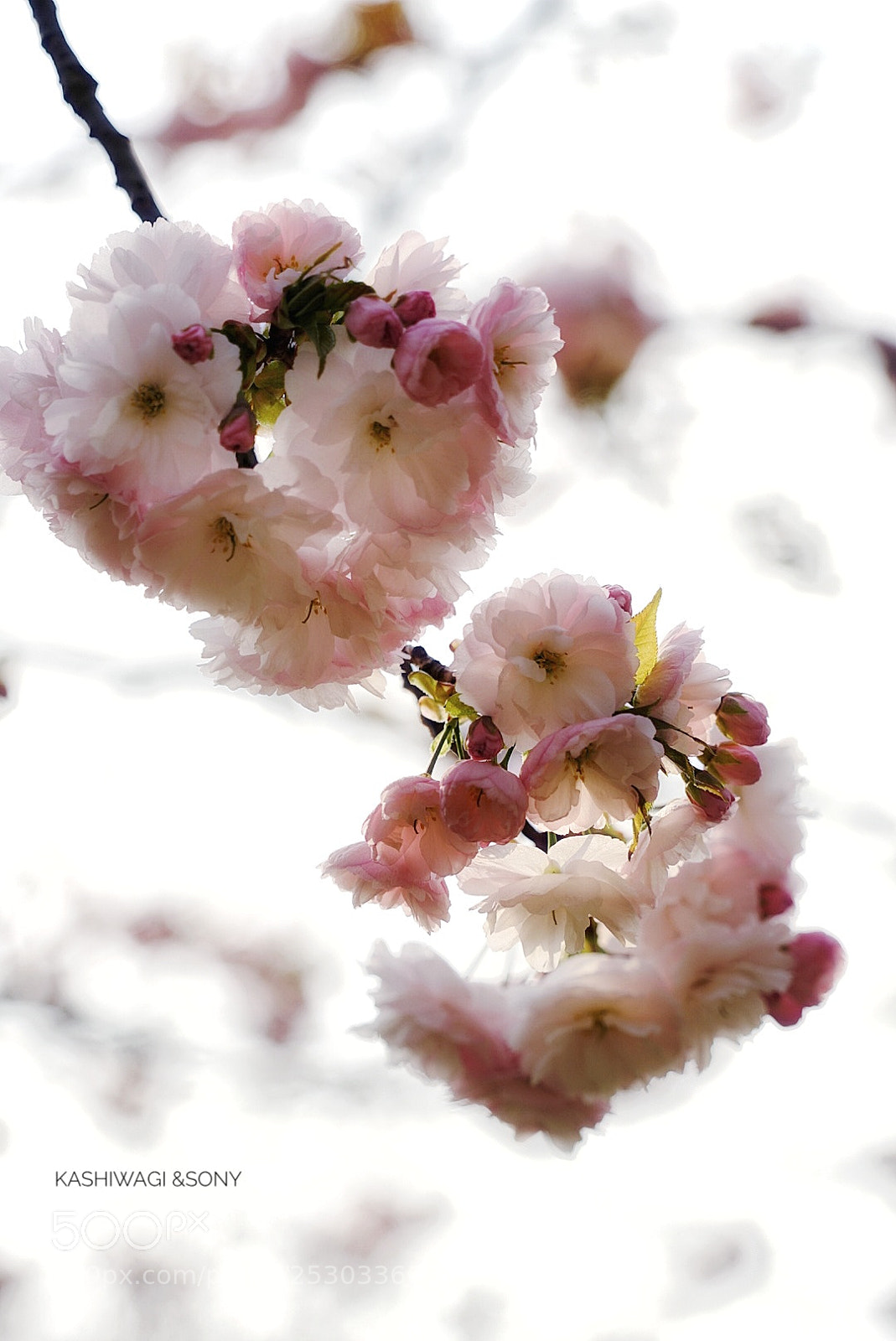 Sony a7 II sample photo. Sakura photography