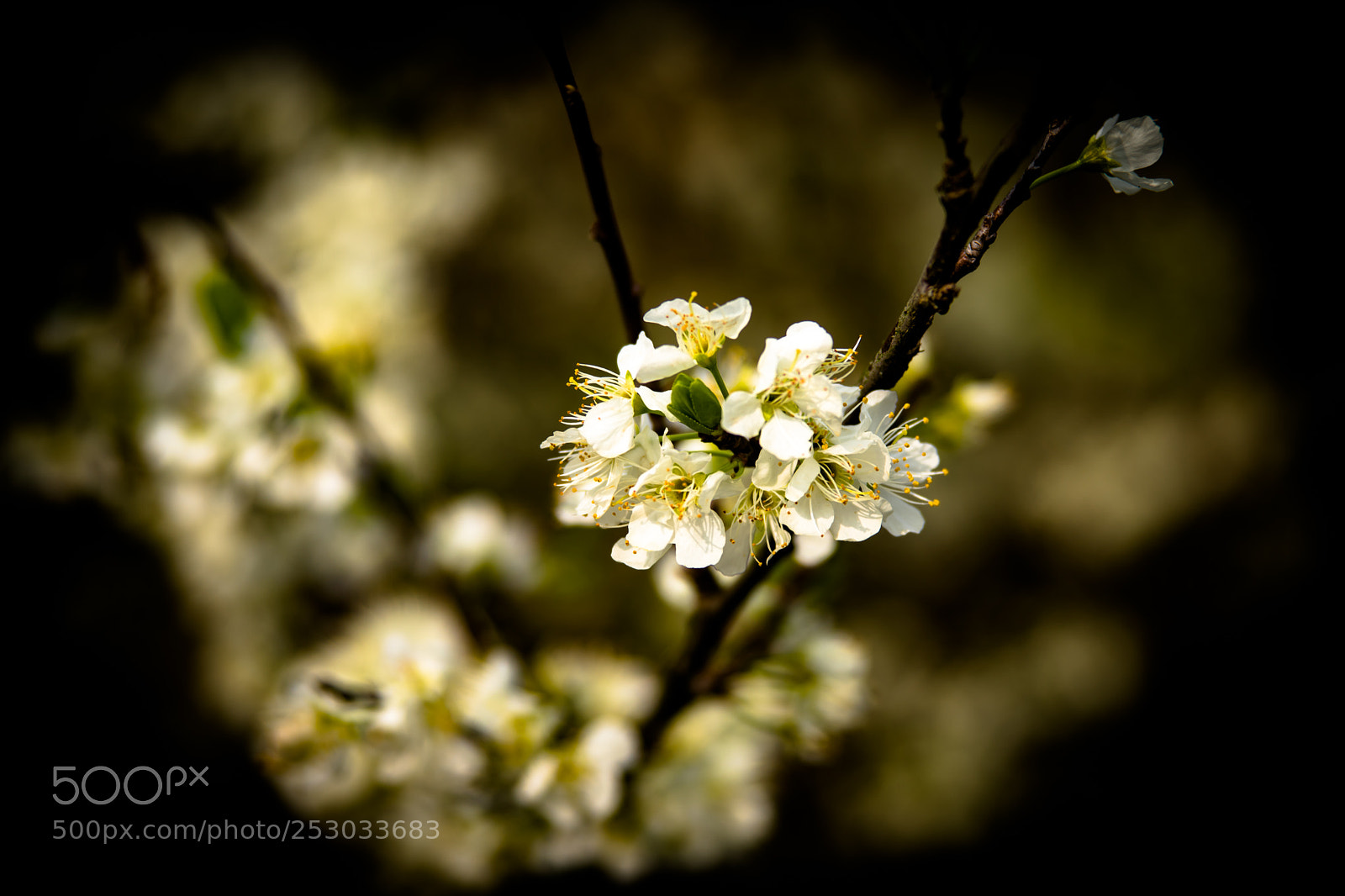 Canon EOS 6D Mark II sample photo. Untitled photography
