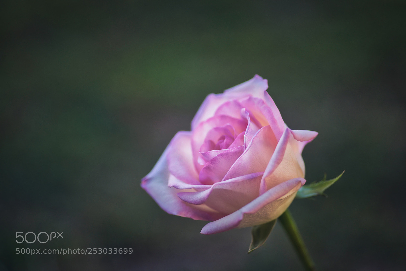 Nikon D810 sample photo. "rosy sweet" photography