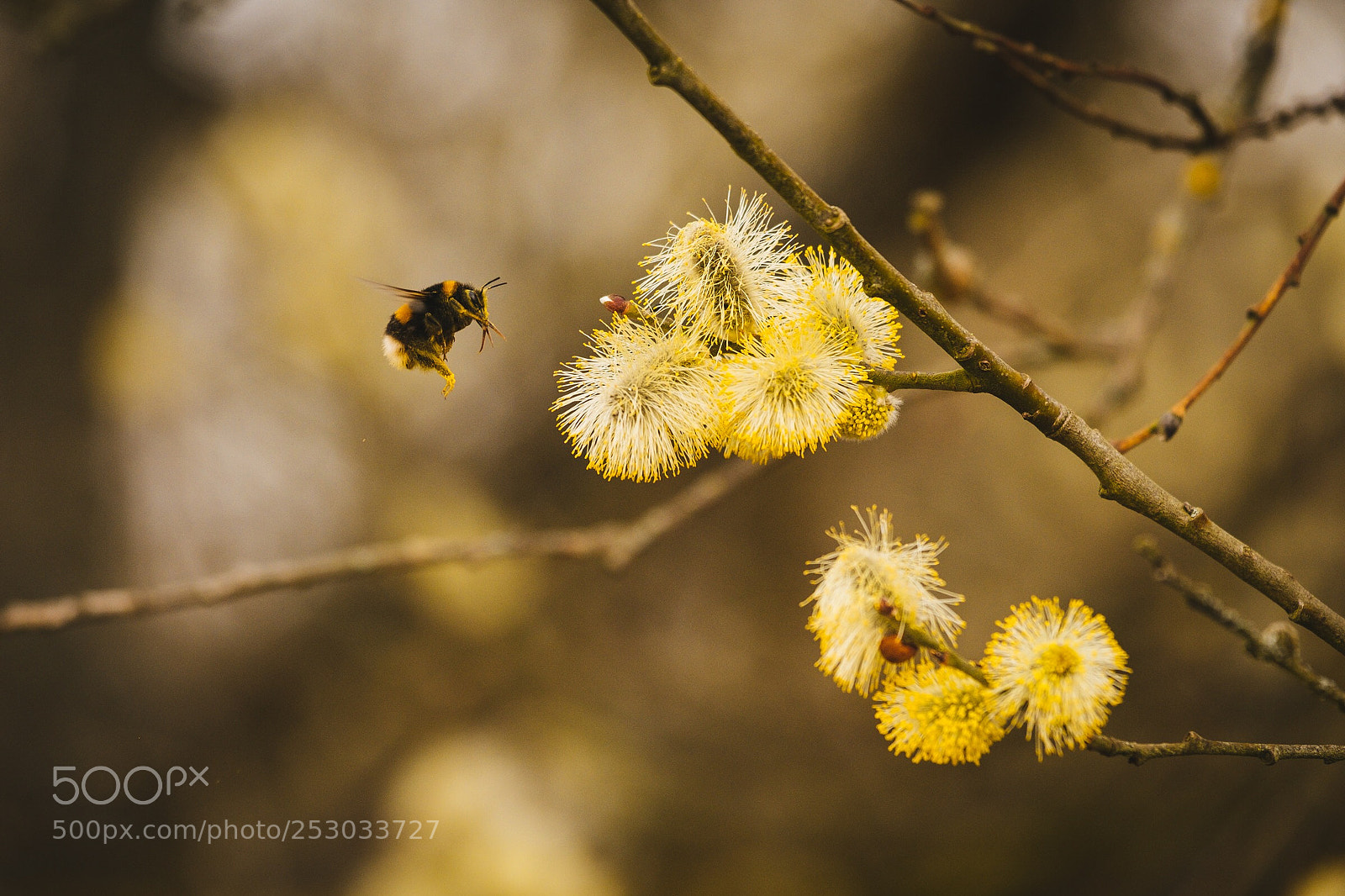 Fujifilm X-T2 sample photo. Brum photography