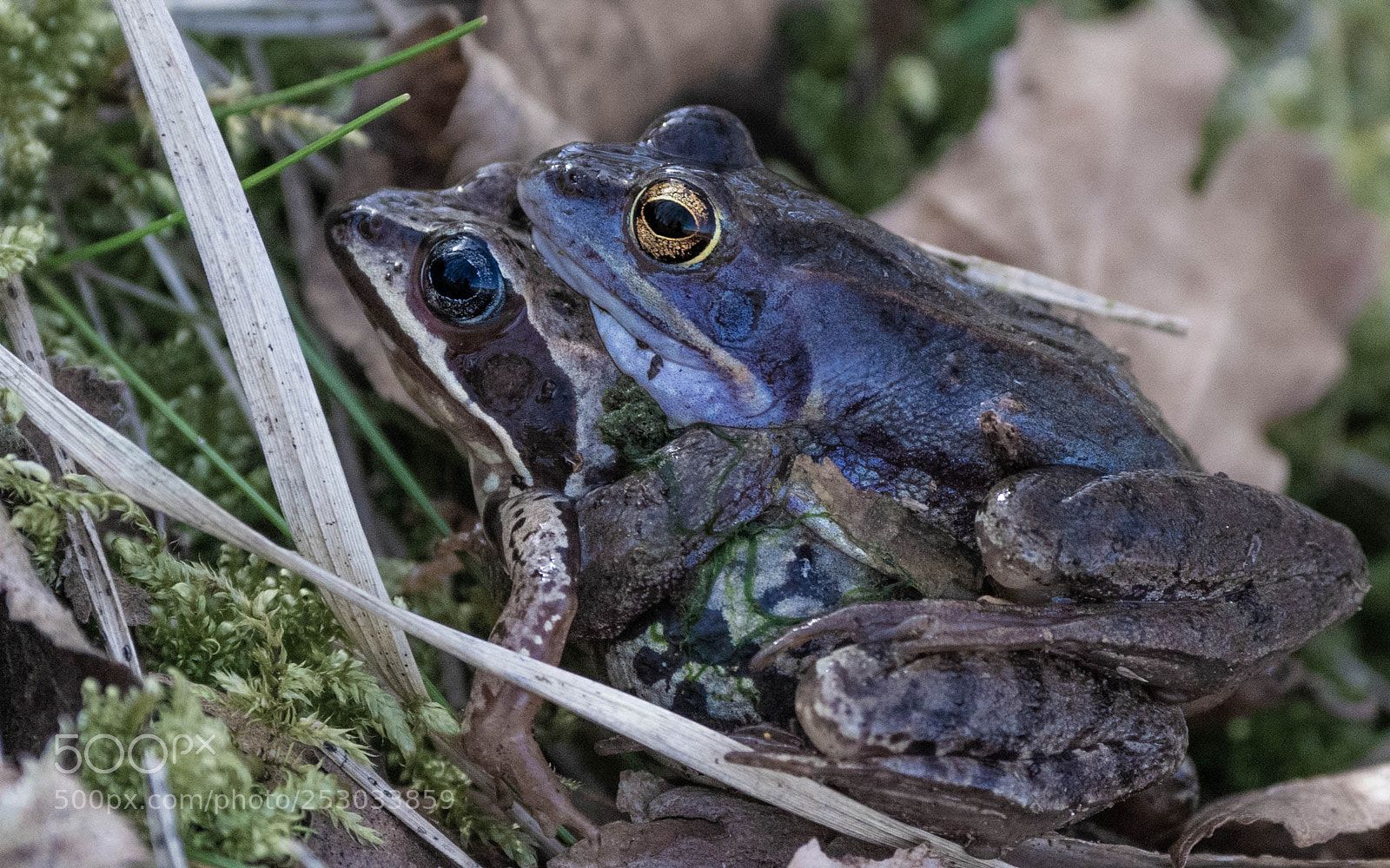 Nikon D5300 sample photo. Moor frog mating photography