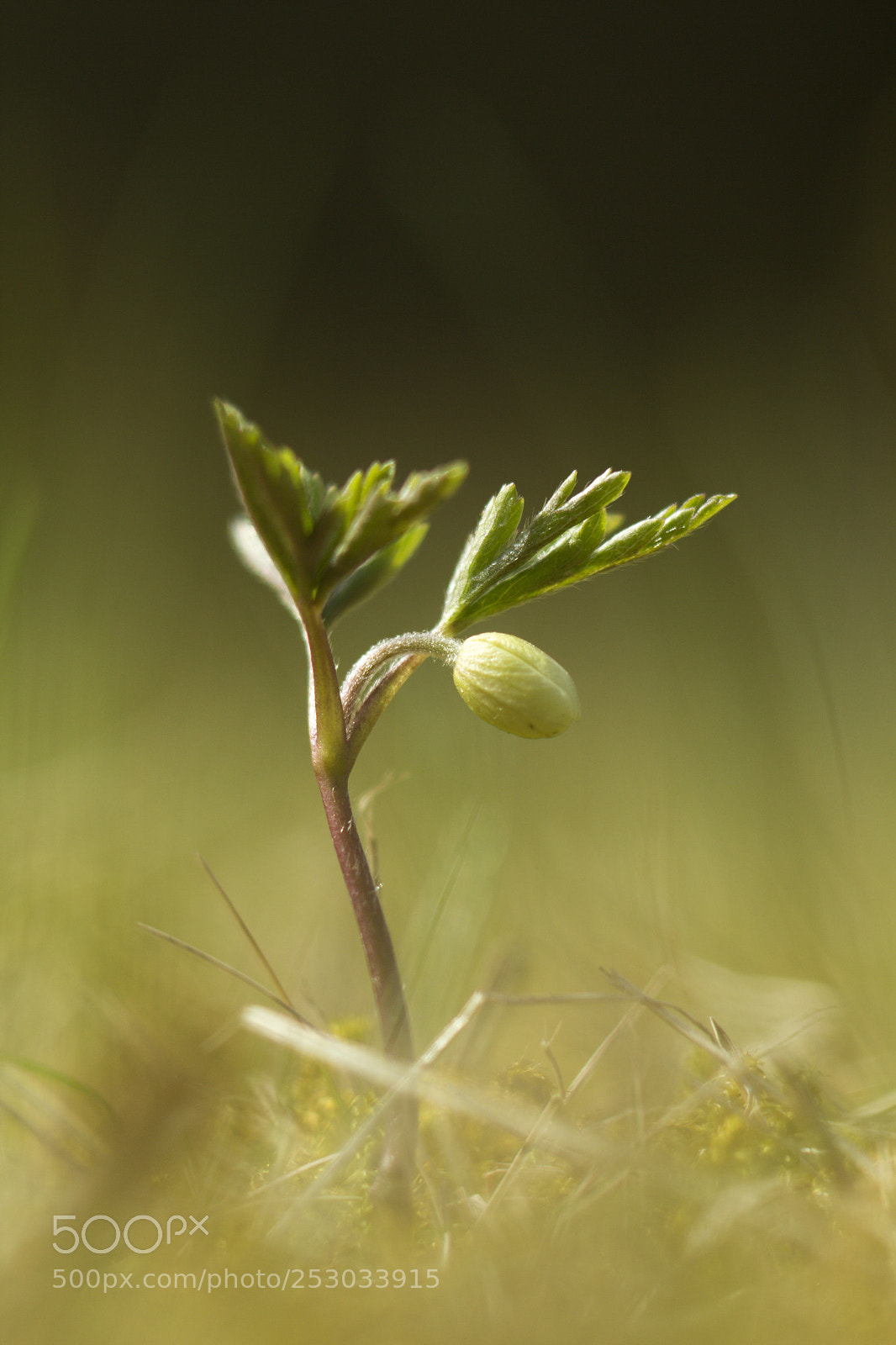 Canon EOS 60D sample photo. I flying! photography