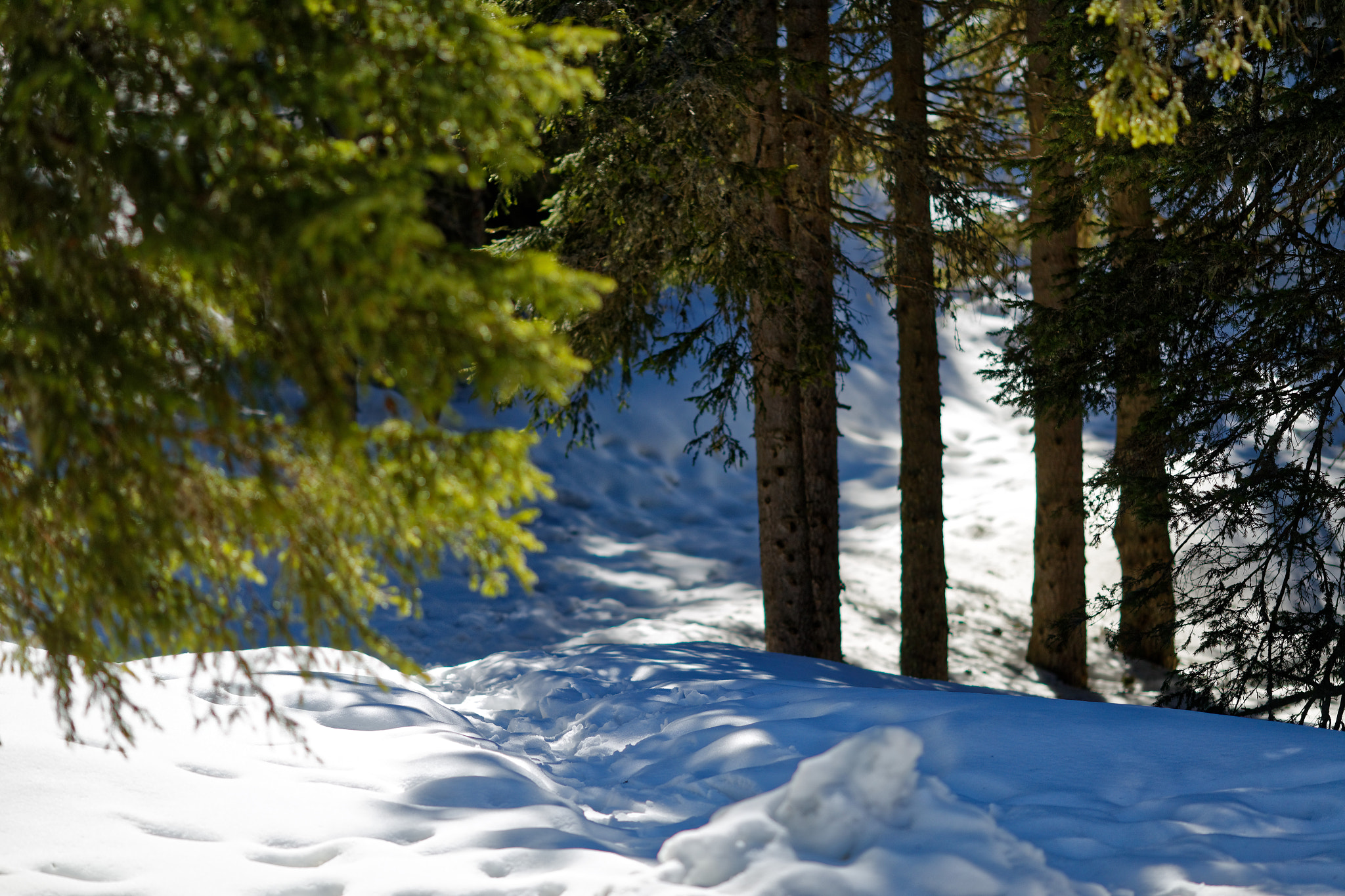 Canon EOS 6D + Canon EF 135mm F2L USM sample photo. Last snow in springtime photography