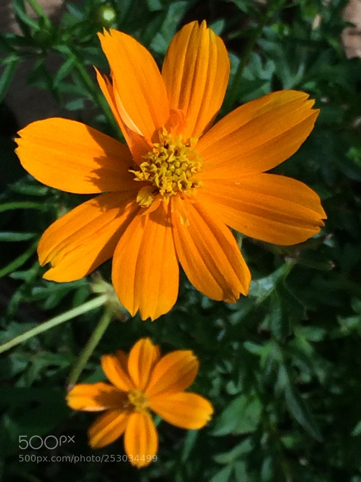 Apple iPhone 5s sample photo. Sun flowers  photography