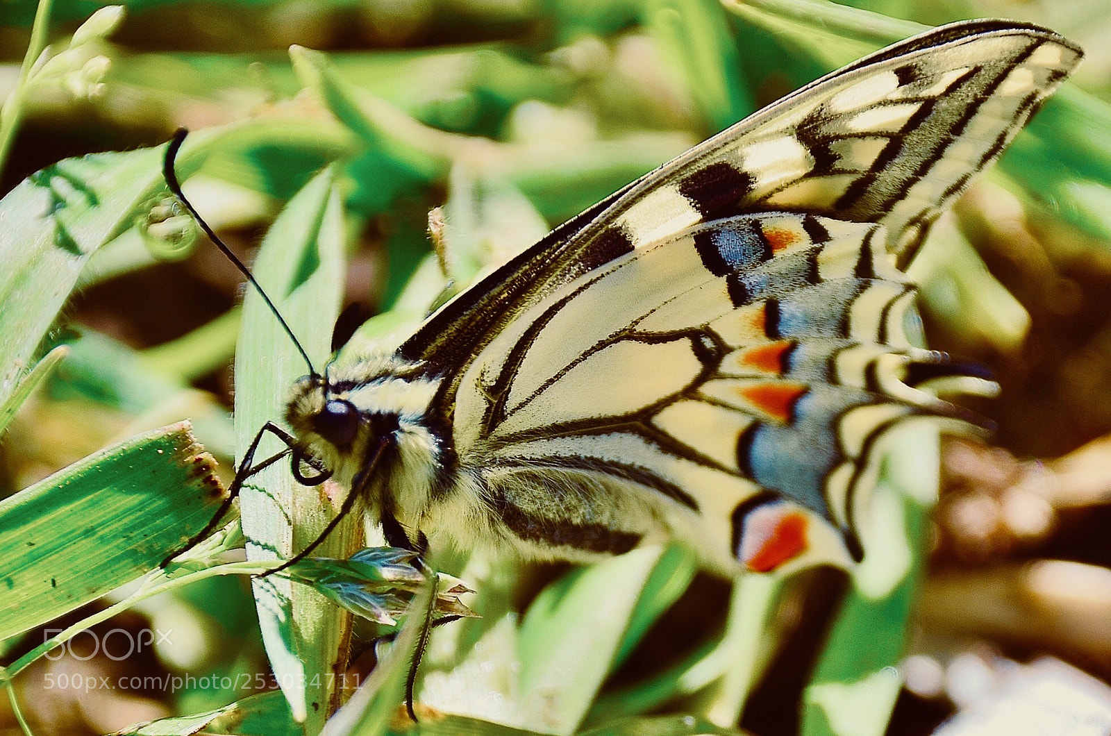 Nikon D7000 sample photo. Butterfly photography