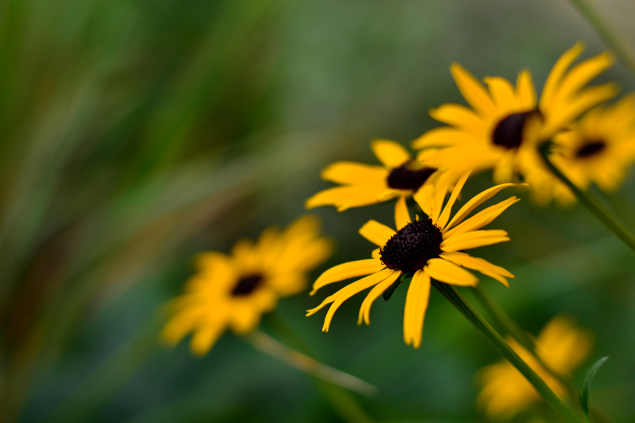 Nikon D3100 + Nikon AF-S Nikkor 50mm F1.8G sample photo. Flower photography