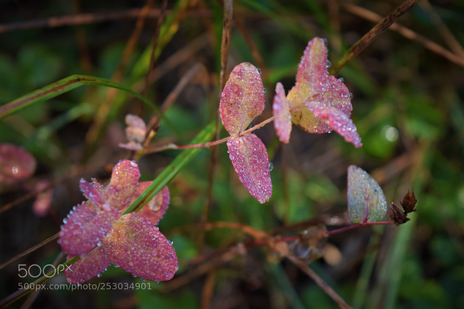 Nikon D3300 sample photo. Wet with the dew photography