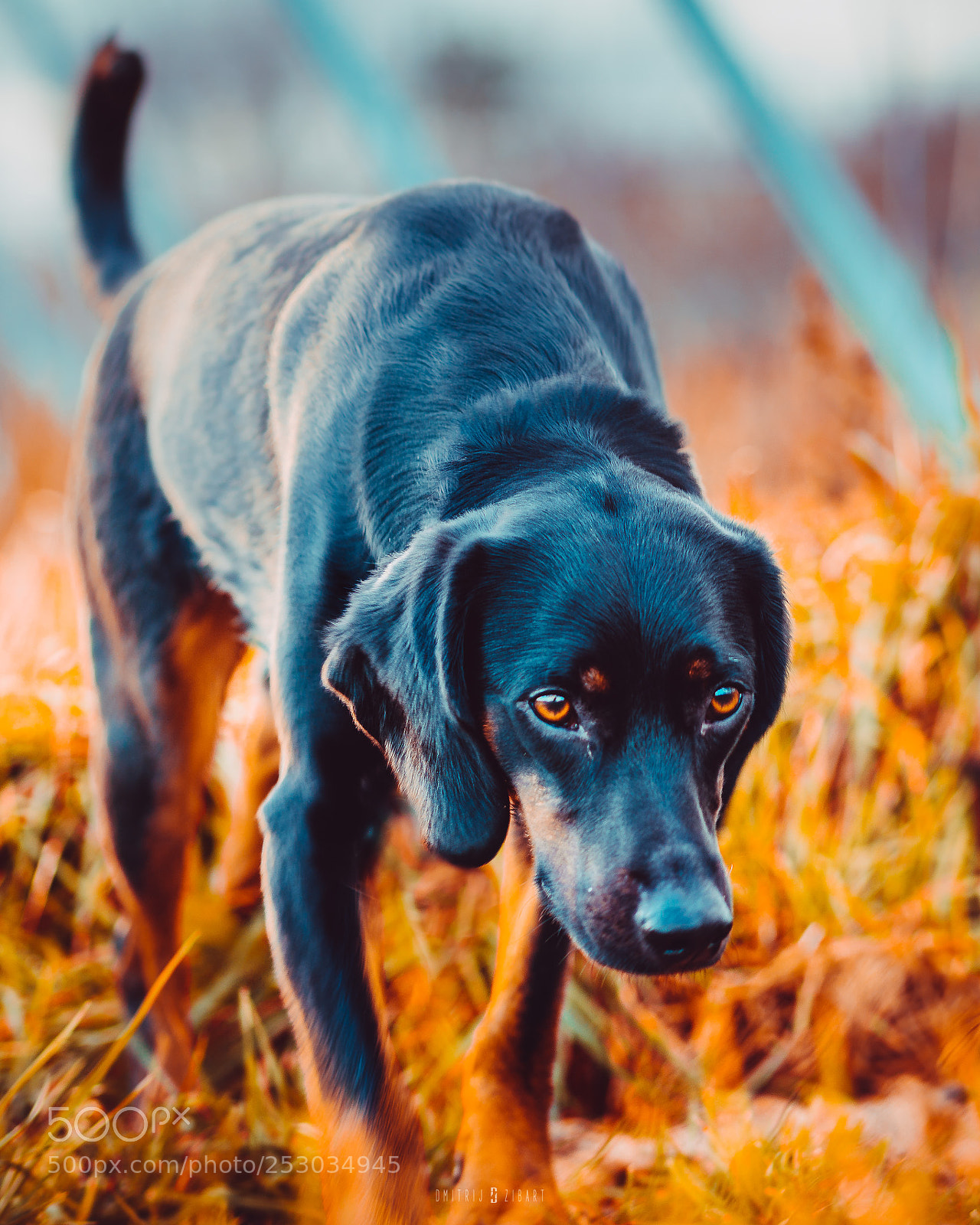Sony a6500 sample photo. Zibart.photo photography