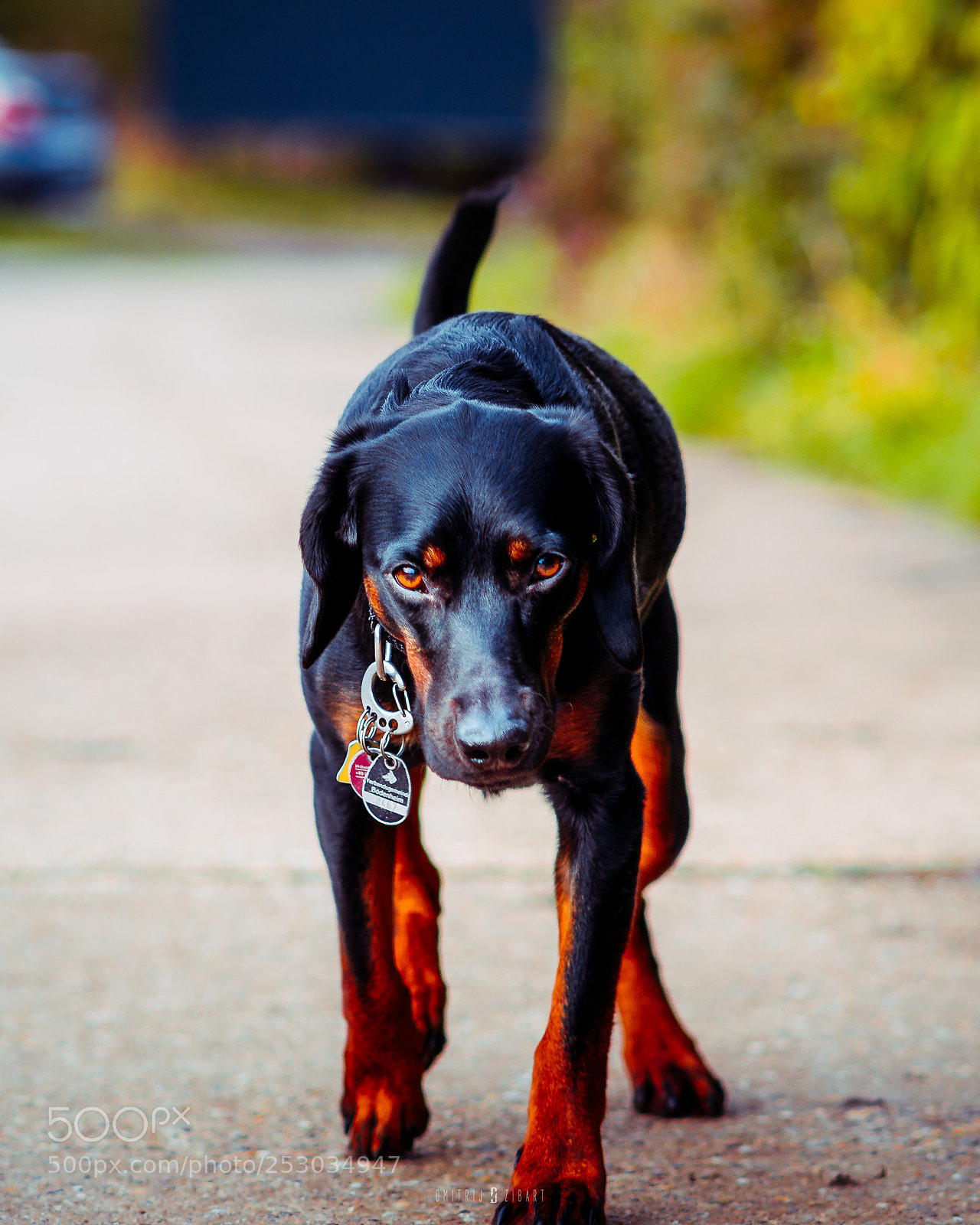 Sony a6500 sample photo. Zibart.photo photography