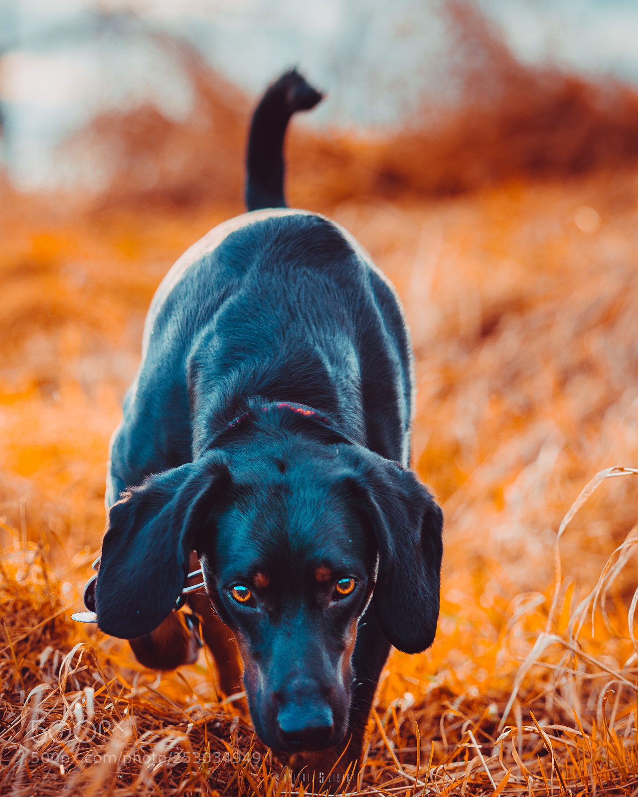 Sony a6500 sample photo. Zibart.photo photography