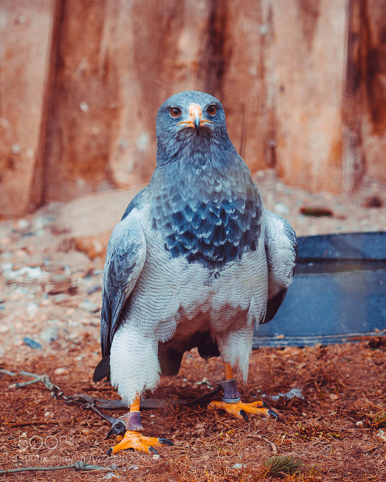 Sony a6500 sample photo. Zibart.photo photography