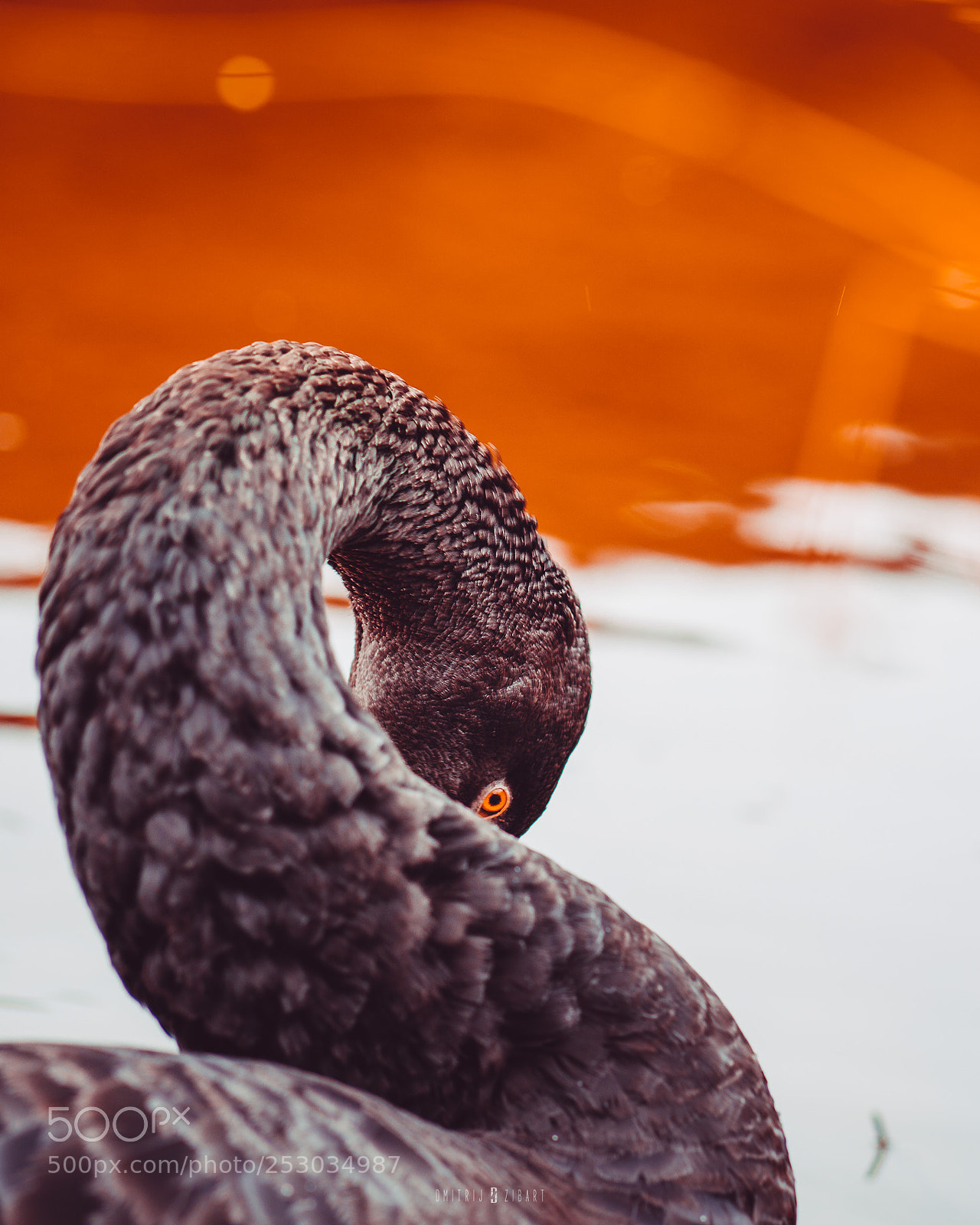 Sony a6500 sample photo. Zibart.photo photography