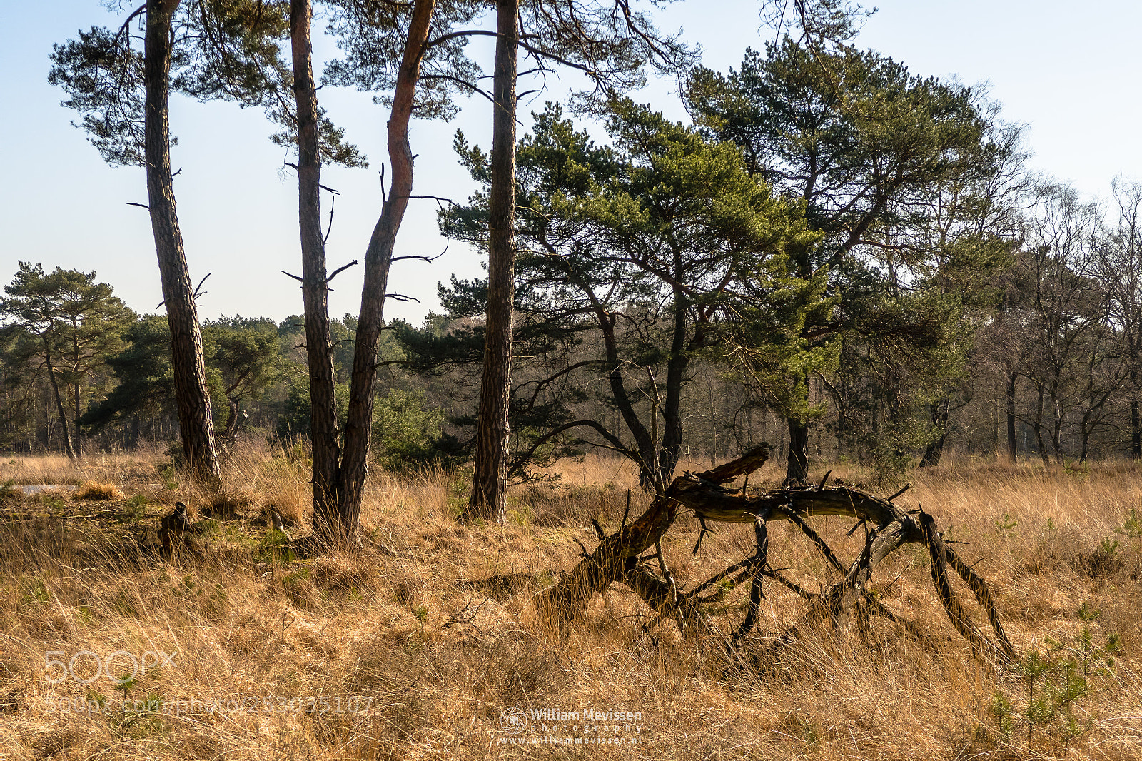 Canon PowerShot G7 X Mark II sample photo. Trees, trunks and branches photography