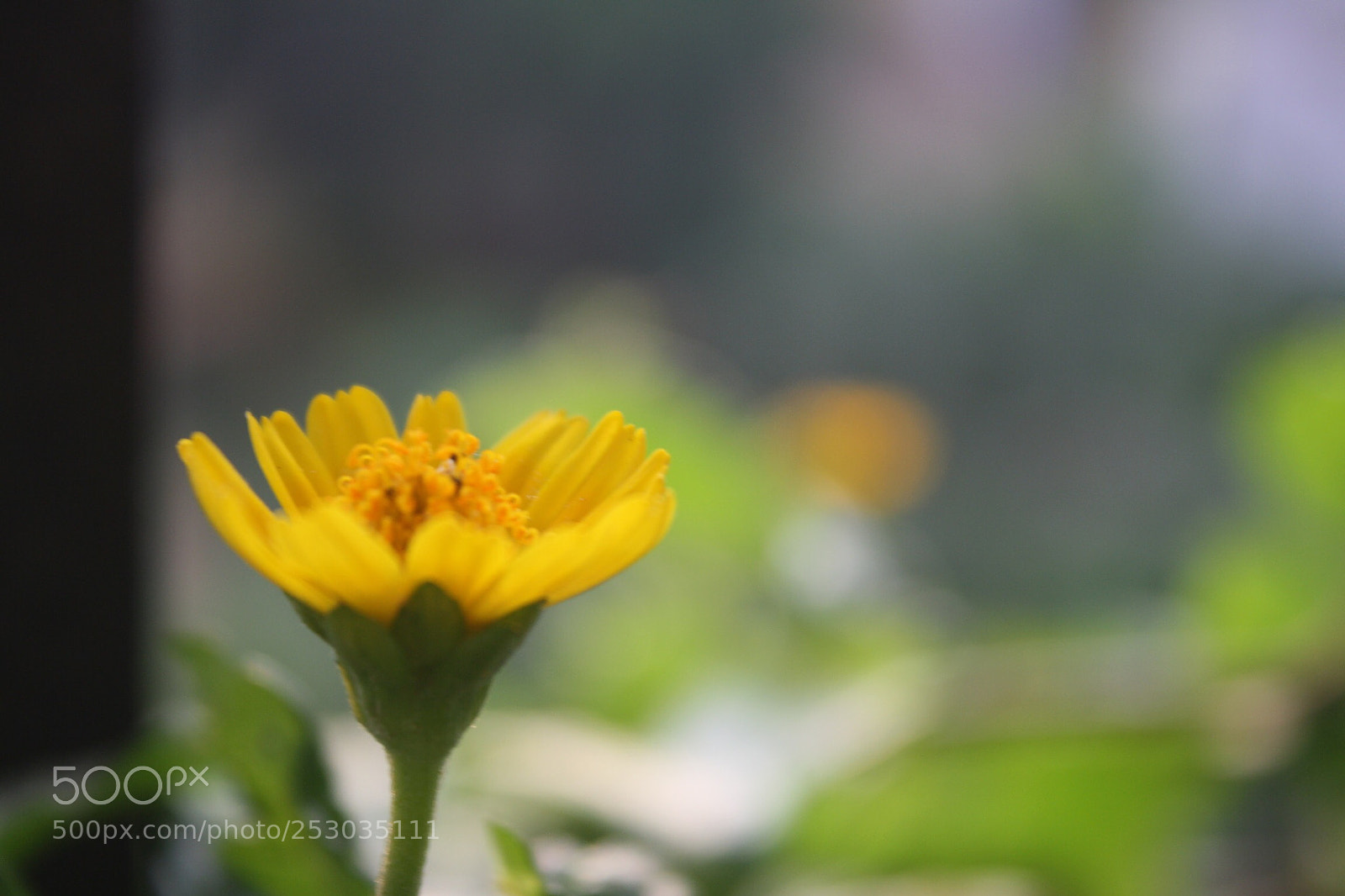 Canon EOS 1000D (EOS Digital Rebel XS / EOS Kiss F) sample photo. Yellow flower photography