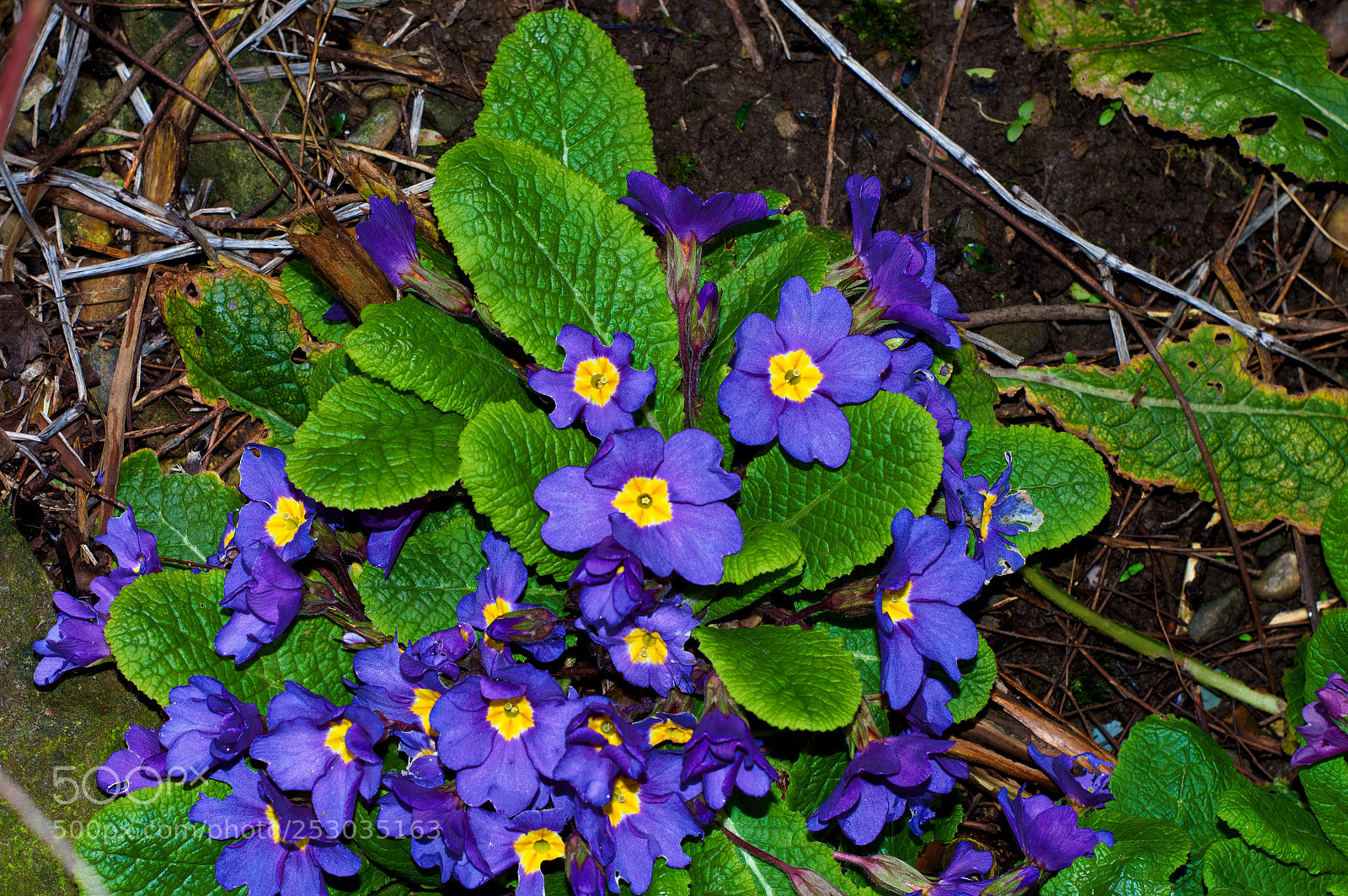 Nikon D3200 sample photo. Spring primrose photography