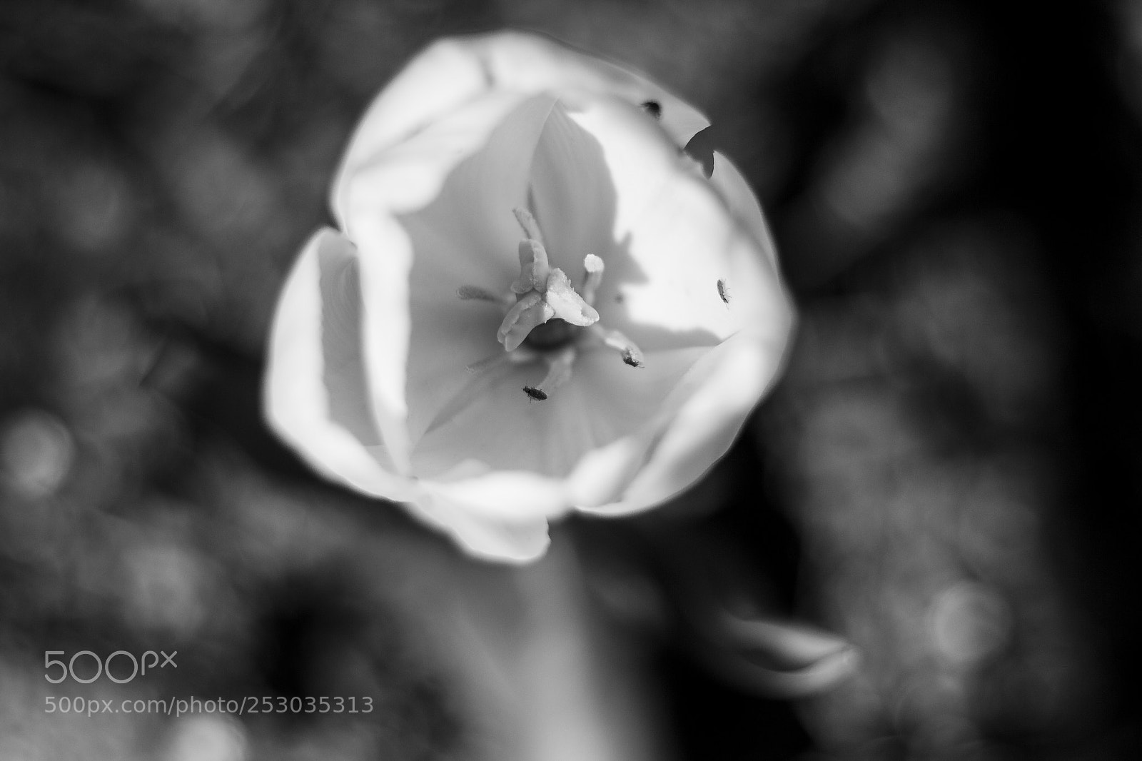 Canon EOS 60D sample photo. Macro photography