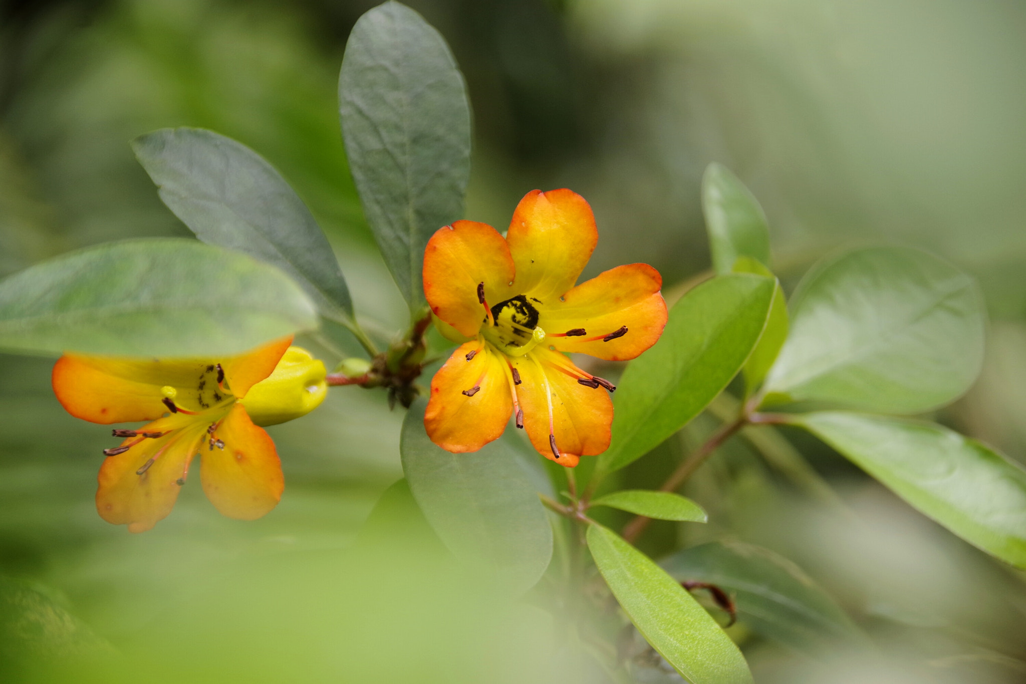 Pentax K-70 sample photo. Nice flower photography