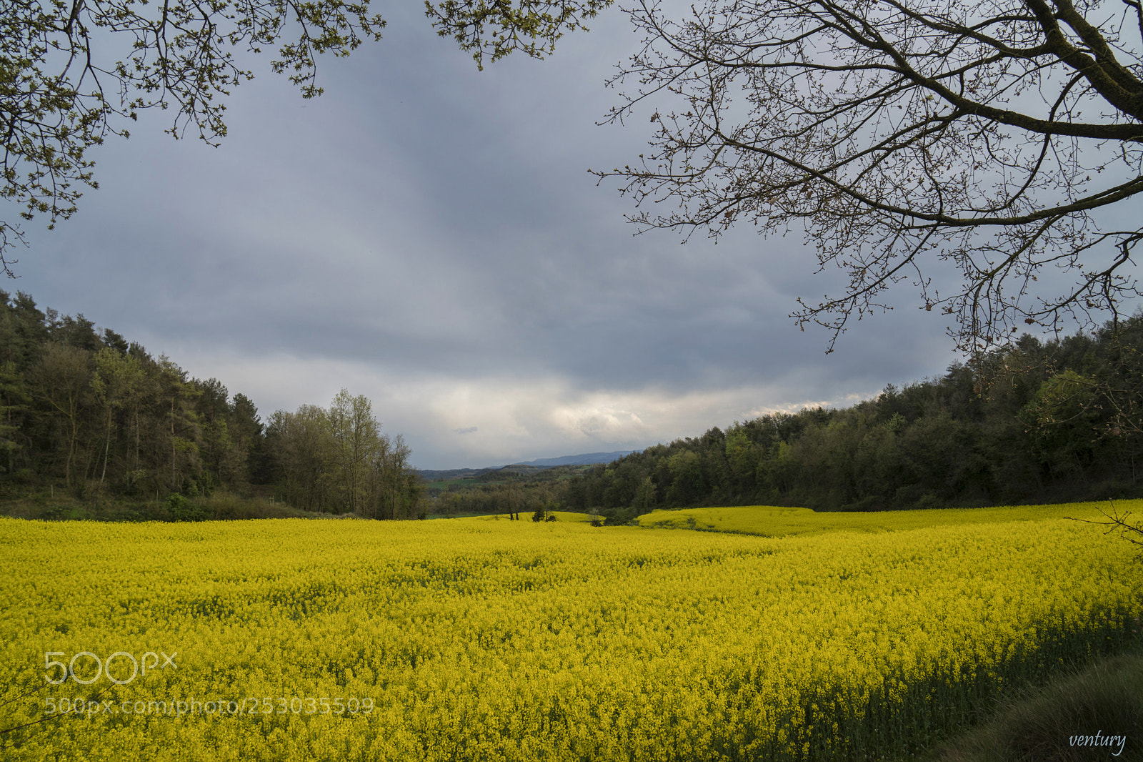 Sony a6500 sample photo. Yellow flowers photography