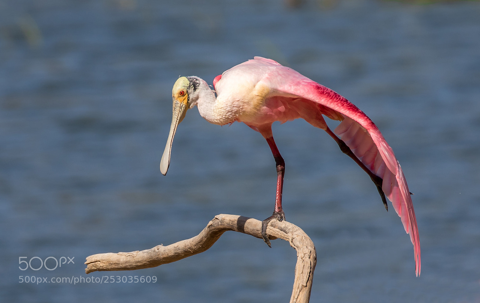 Canon EOS 7D Mark II sample photo. Roseate spoonbill photography