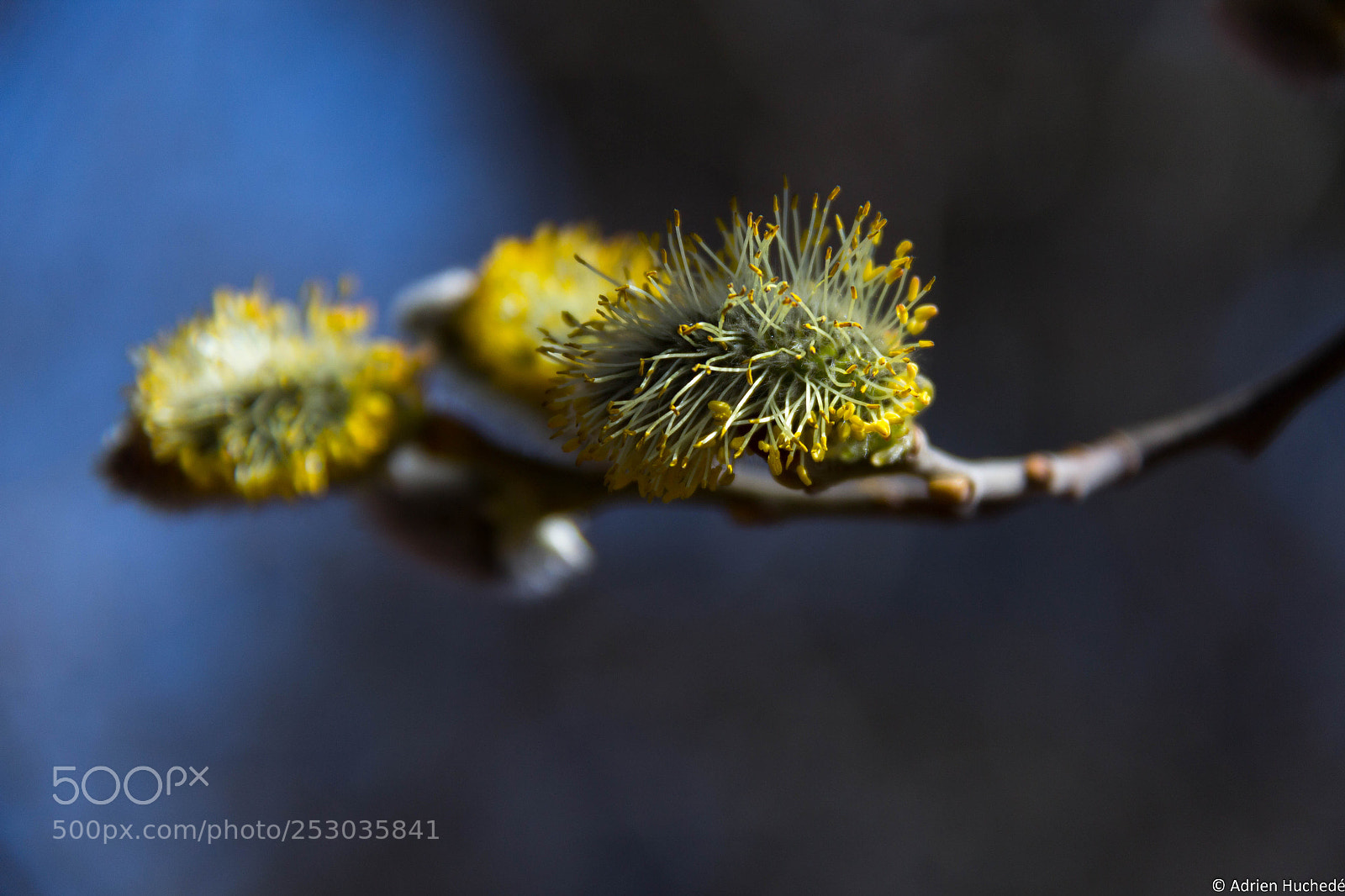 Canon EOS 600D (Rebel EOS T3i / EOS Kiss X5) sample photo. Saule marsault photography