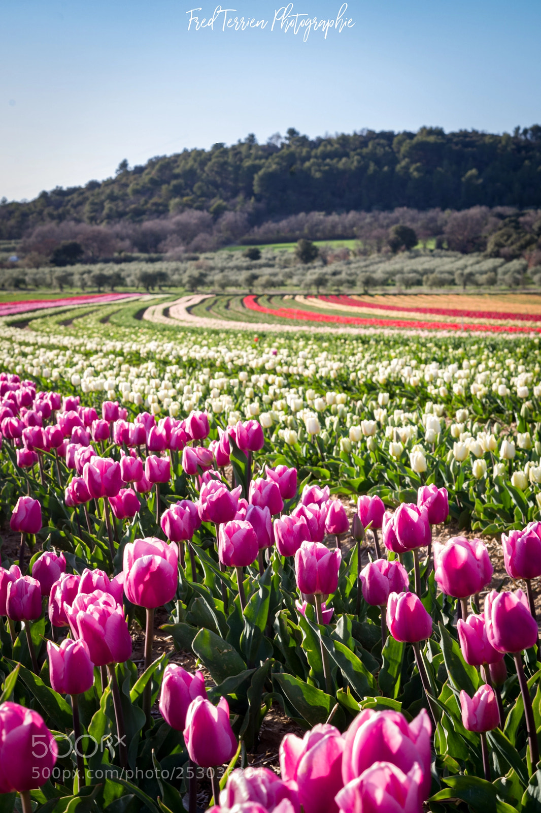 Pentax K-70 sample photo. Tulips in provence photography