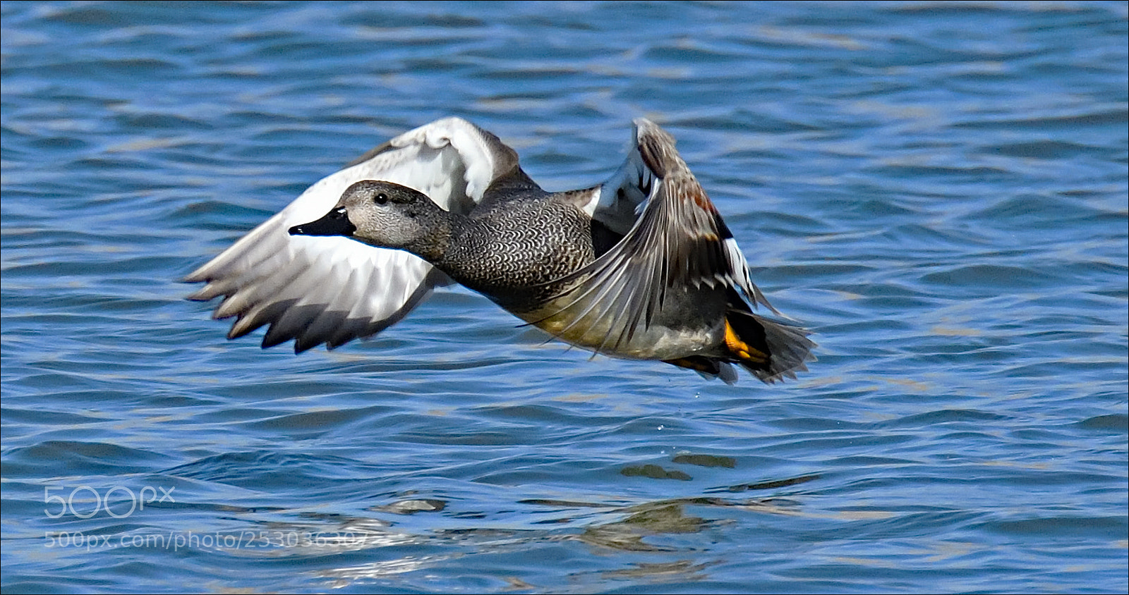 Nikon D500 sample photo. Krakeend photography