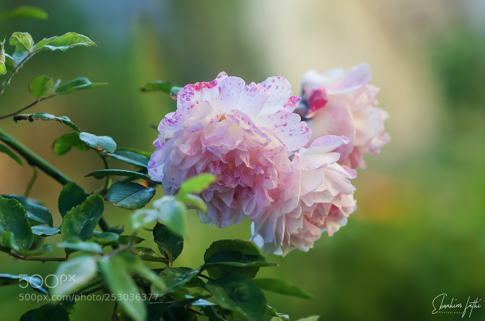 Nikon D7000 sample photo. Pink photography