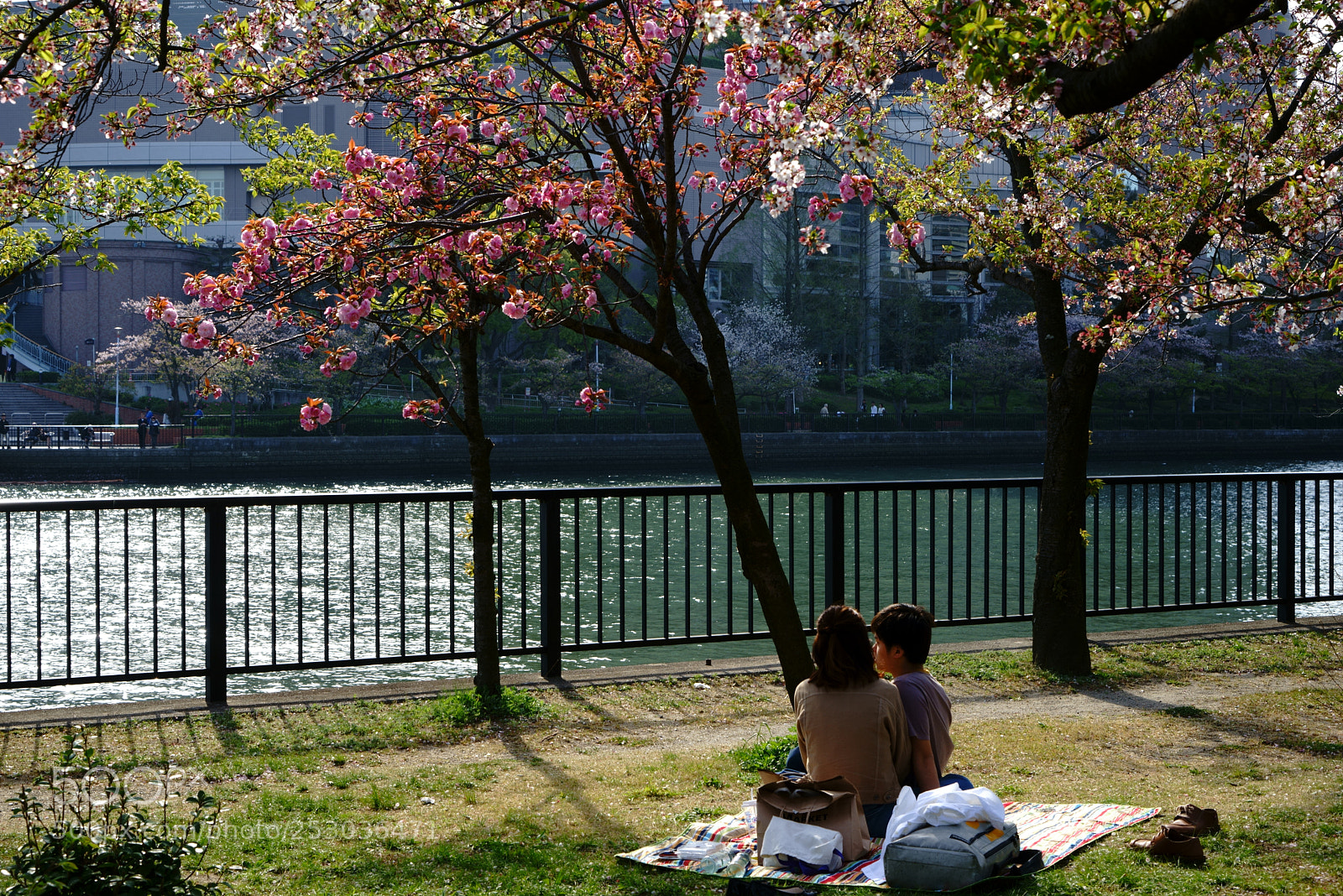 Sony a7R sample photo. Scattering cherry tree photography