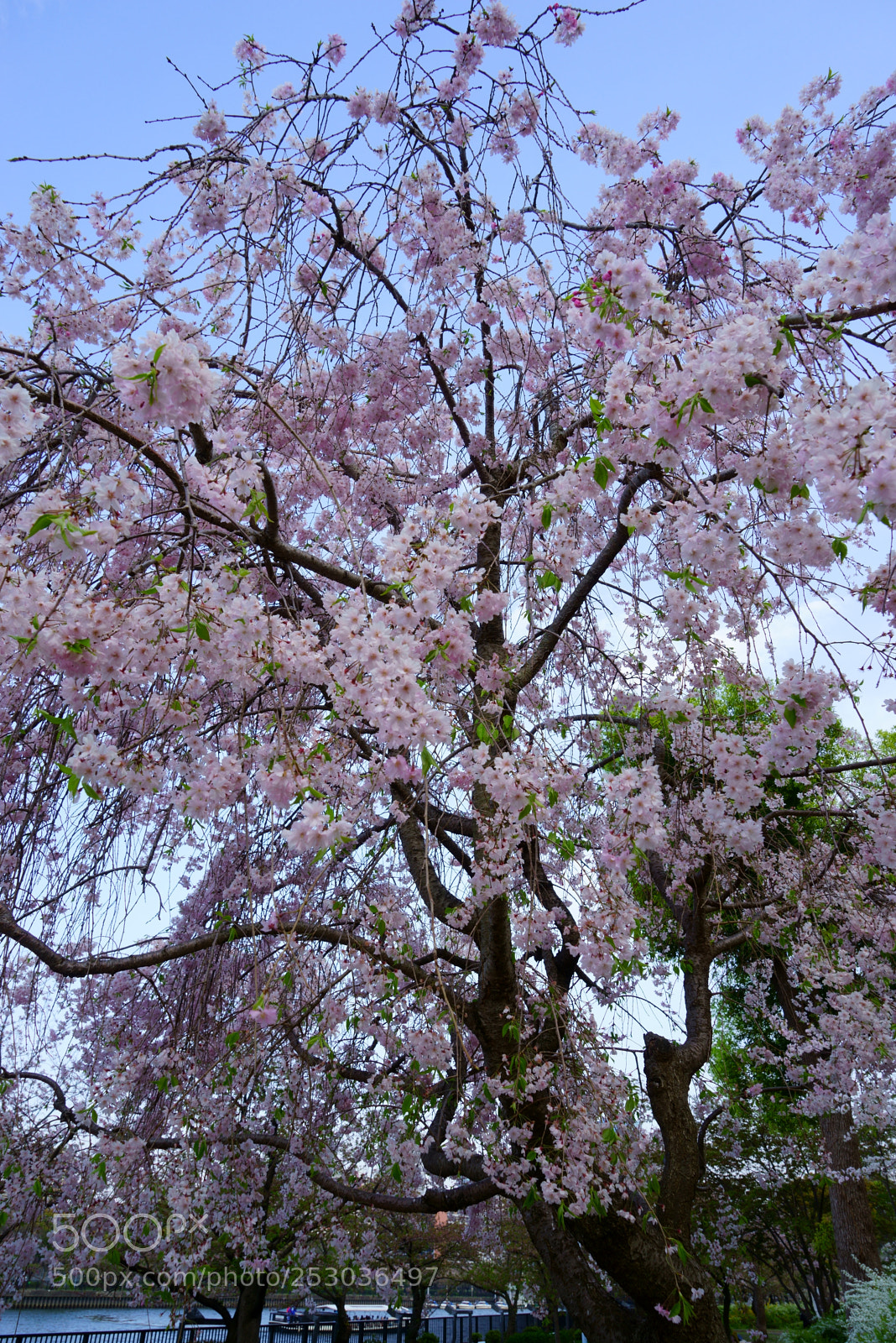 Sony a7R sample photo. Cherry blossoms photography