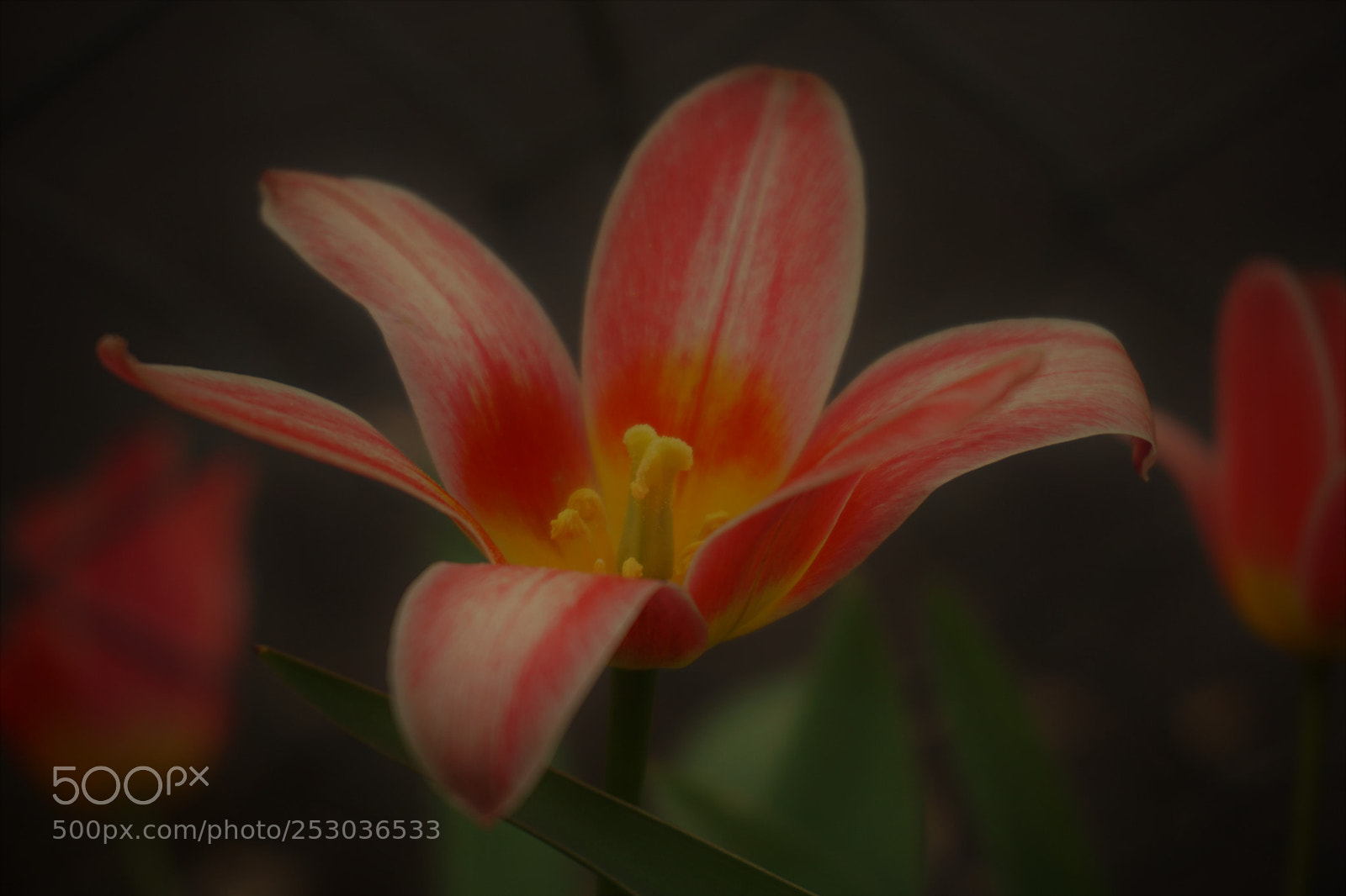 Sony a6000 sample photo. Spring photography