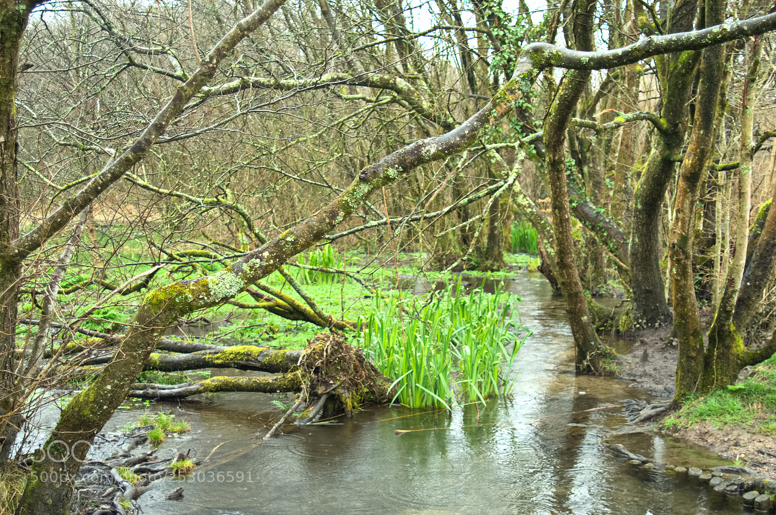 Nikon D2X sample photo. Hidden pond photography