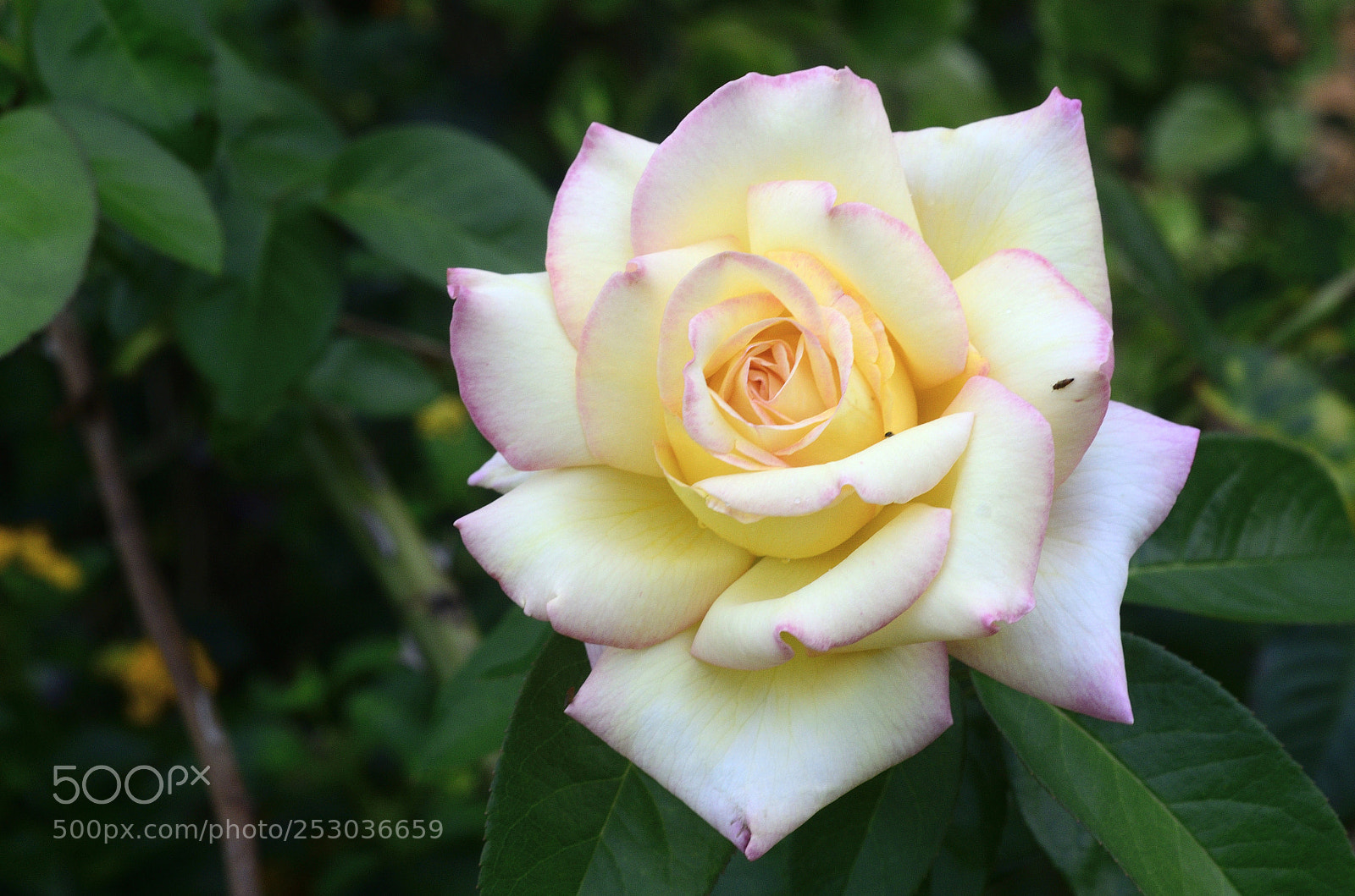 Nikon D7000 sample photo. Rose jaune photography