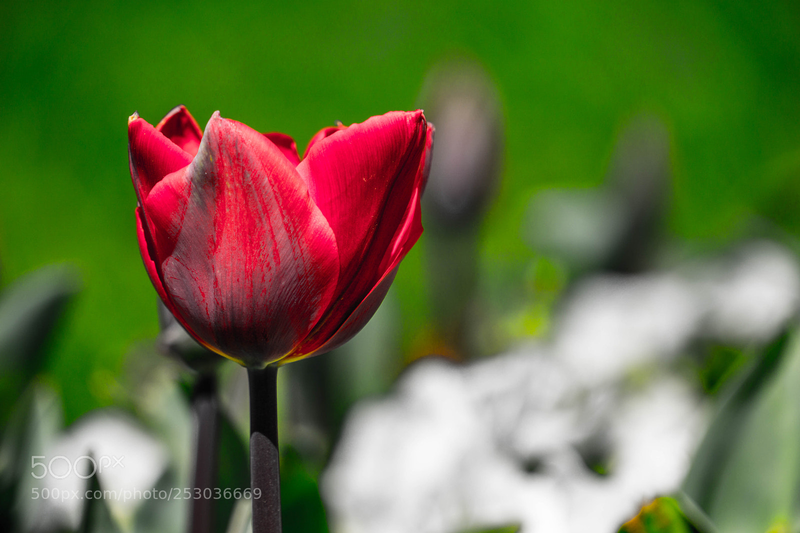 Sony a6000 sample photo. Kadeh photography