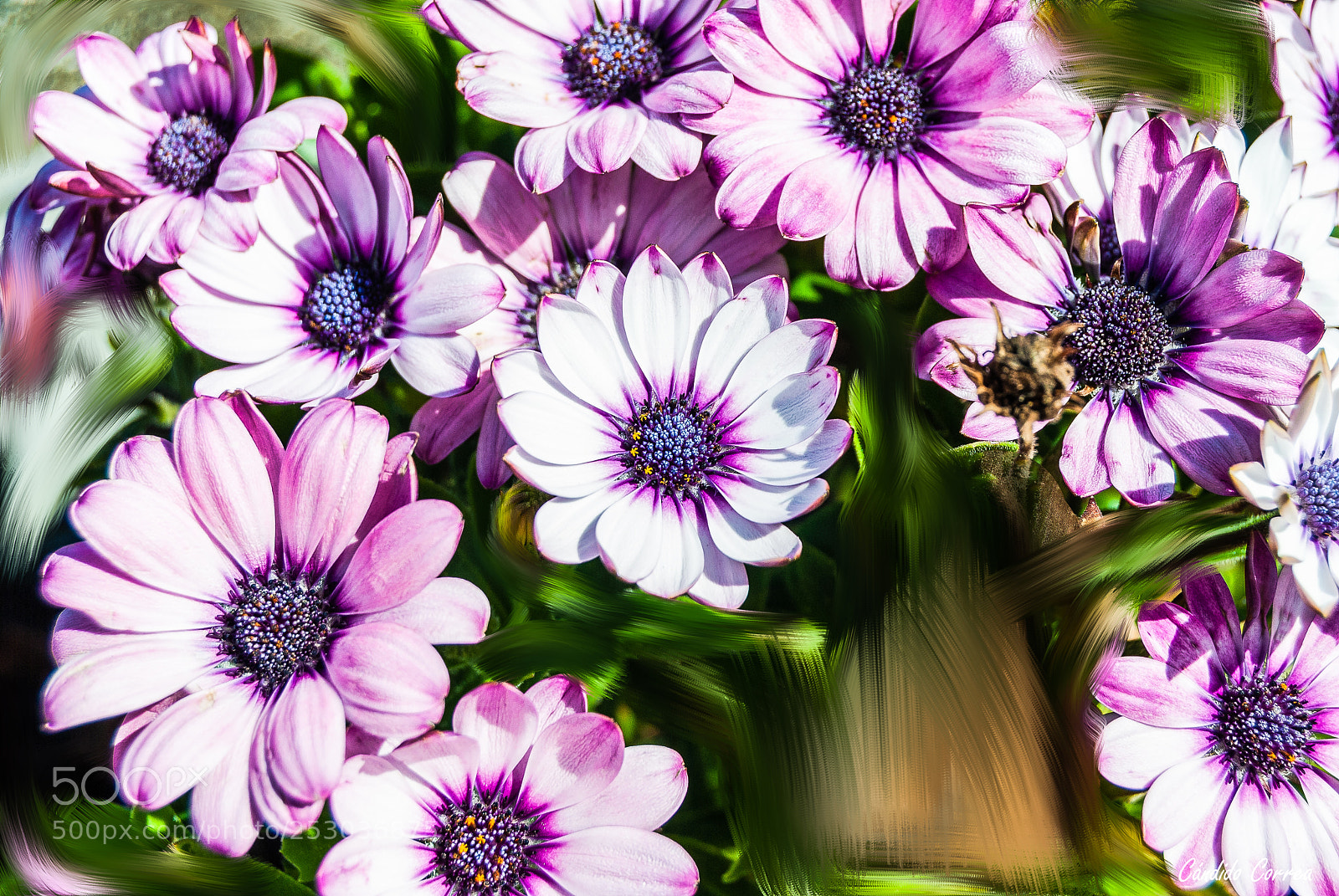 Nikon D3000 sample photo. Flores en el parque photography