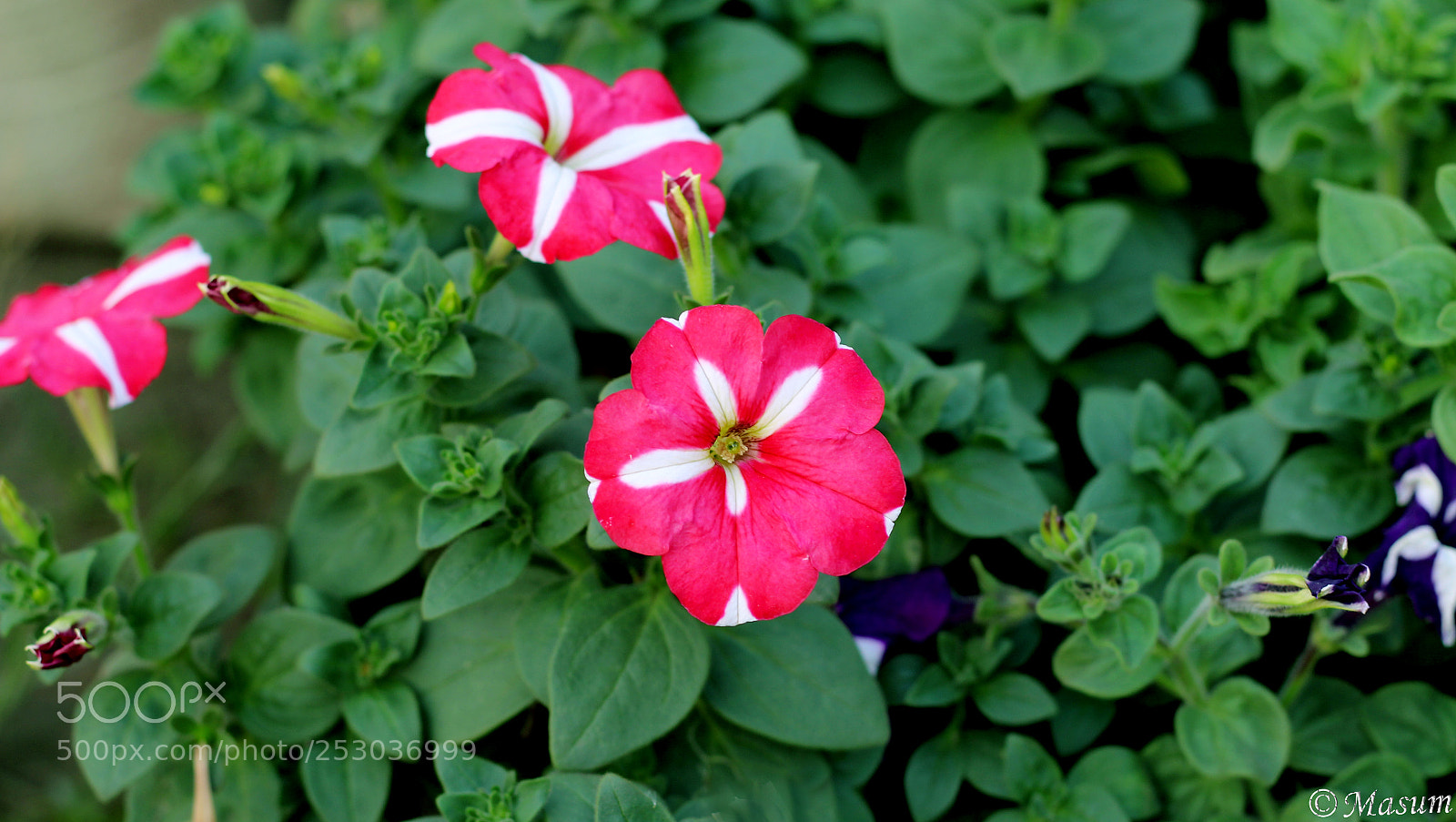 Canon EOS 700D (EOS Rebel T5i / EOS Kiss X7i) sample photo. Img photography
