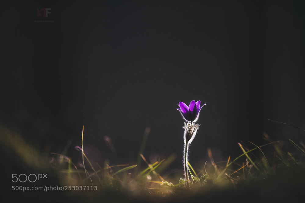 Nikon D850 sample photo. Forest pulsatilla photography