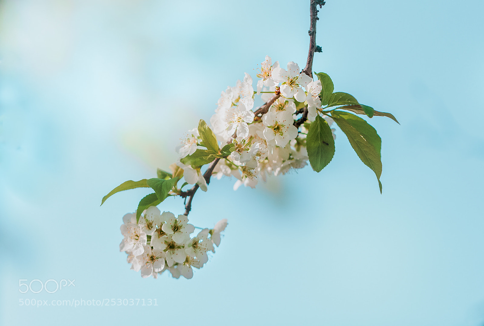 Canon EOS 5D Mark II sample photo. Ciruelo dream 3.0 photography