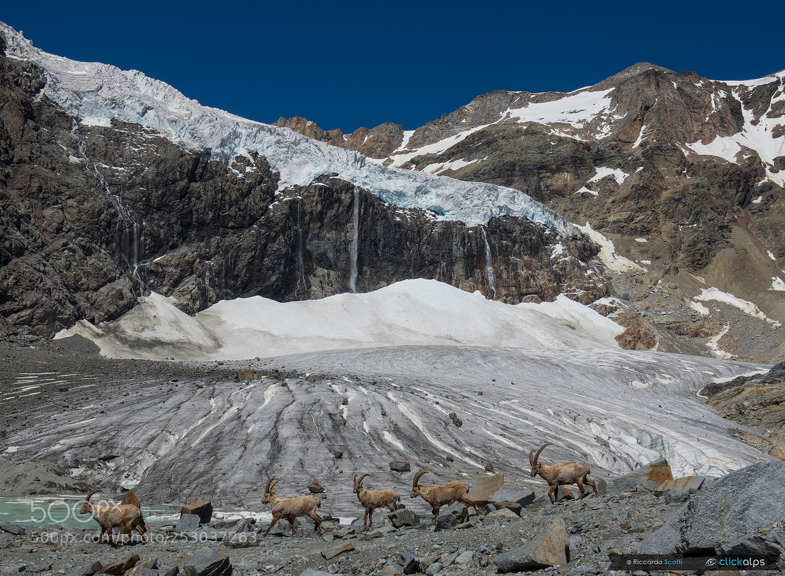 Pentax K-3 II sample photo. Alpine ibex at fellaria photography
