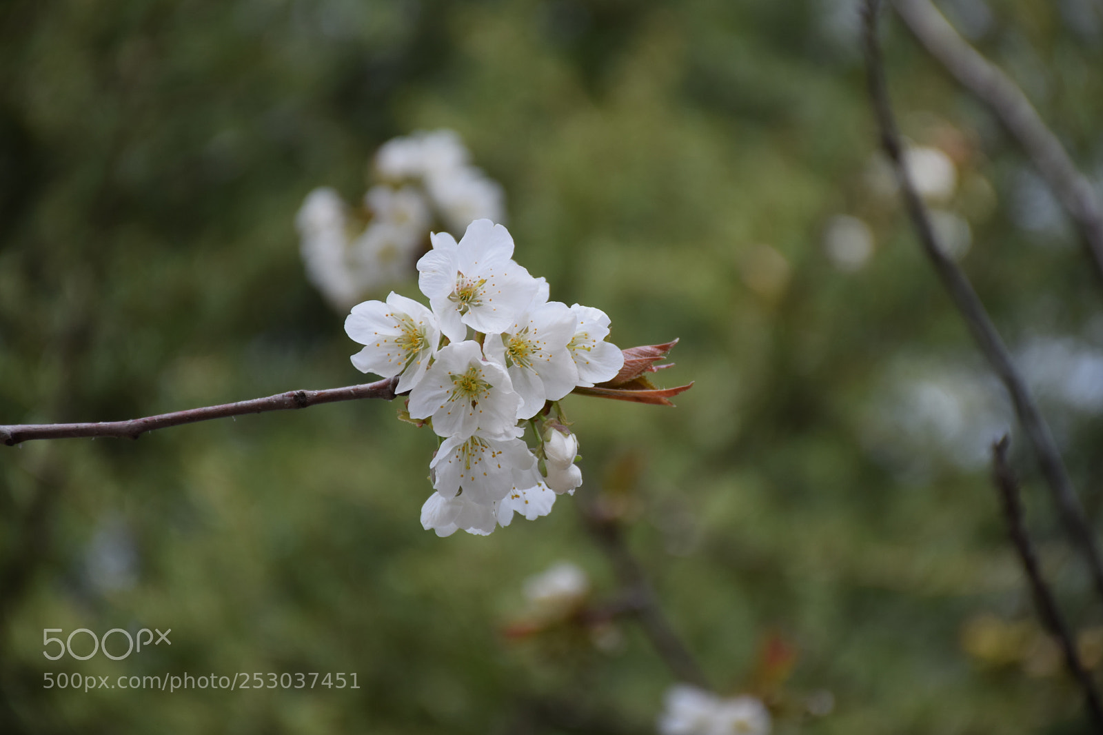 Nikon D5300 sample photo. Flower photography