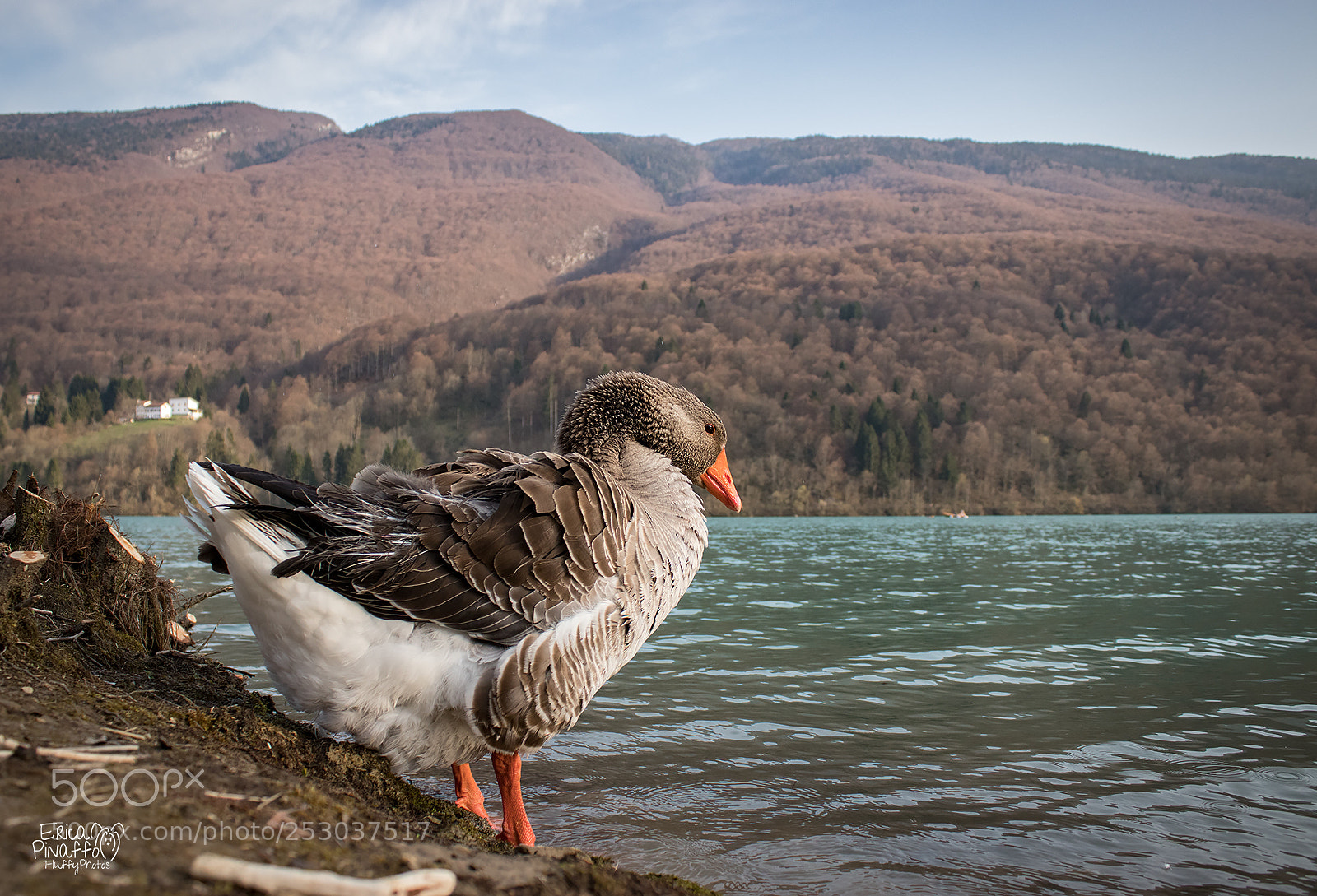 Canon EOS 800D (EOS Rebel T7i / EOS Kiss X9i) sample photo. Goose photography