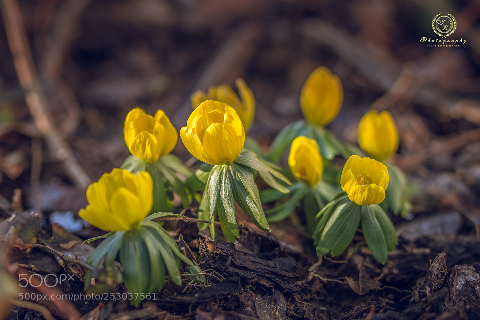 Nikon D7200 sample photo. Frühling photography