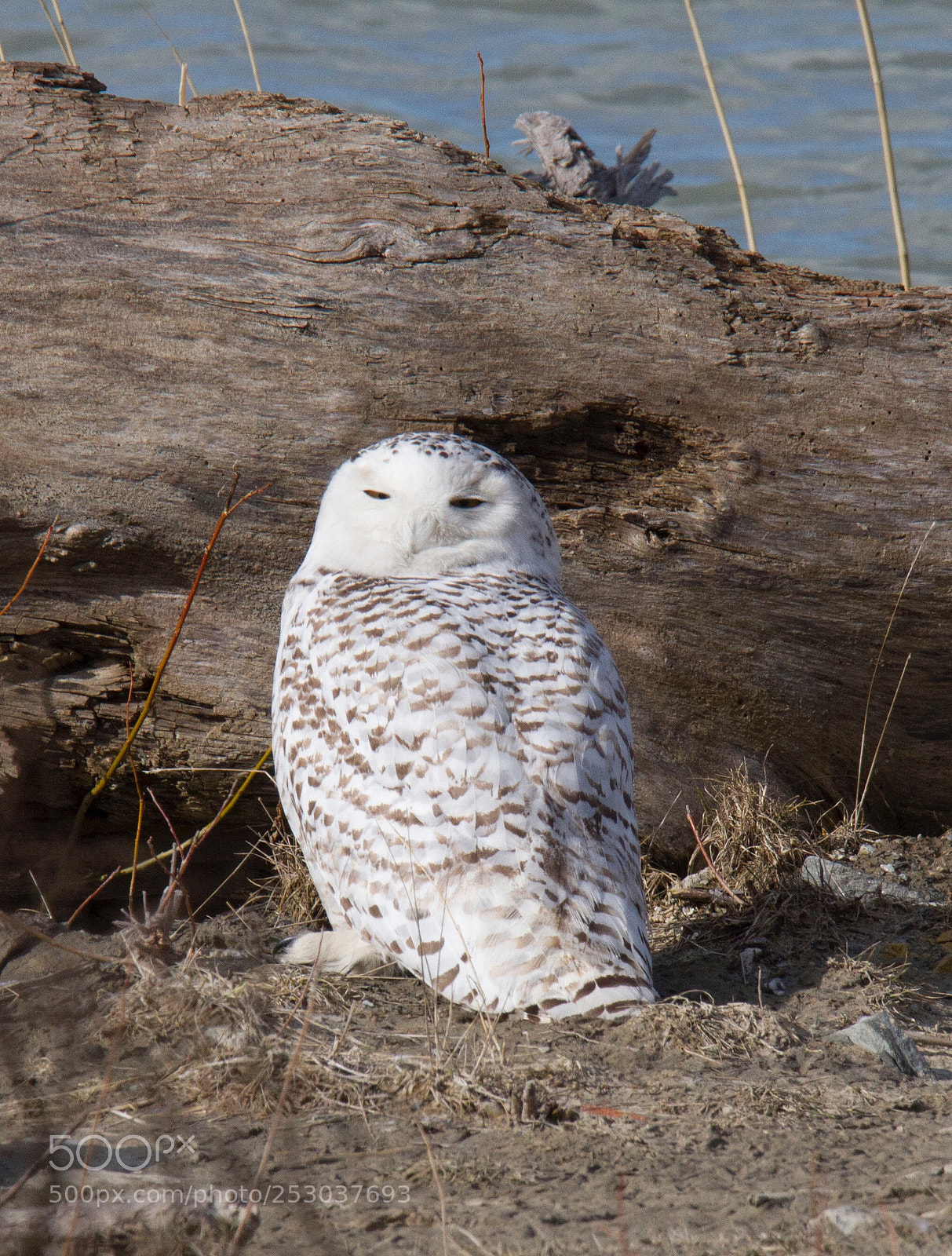 Canon EOS 7D sample photo. Snowy owl
southern ontario  photography