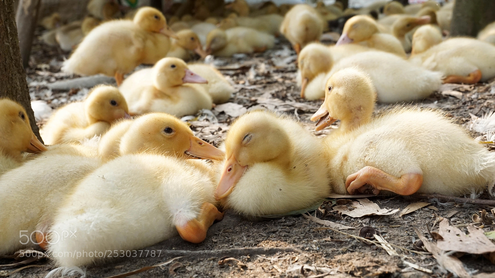 Sony a6000 sample photo. Dsc photography