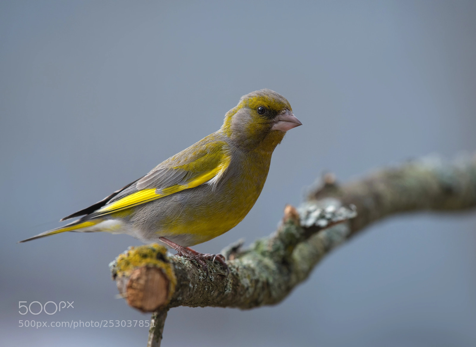 Nikon D850 sample photo. Greenfinch photography