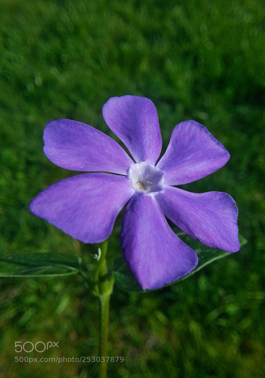 Samsung Galaxy Note2 sample photo. Flower photography