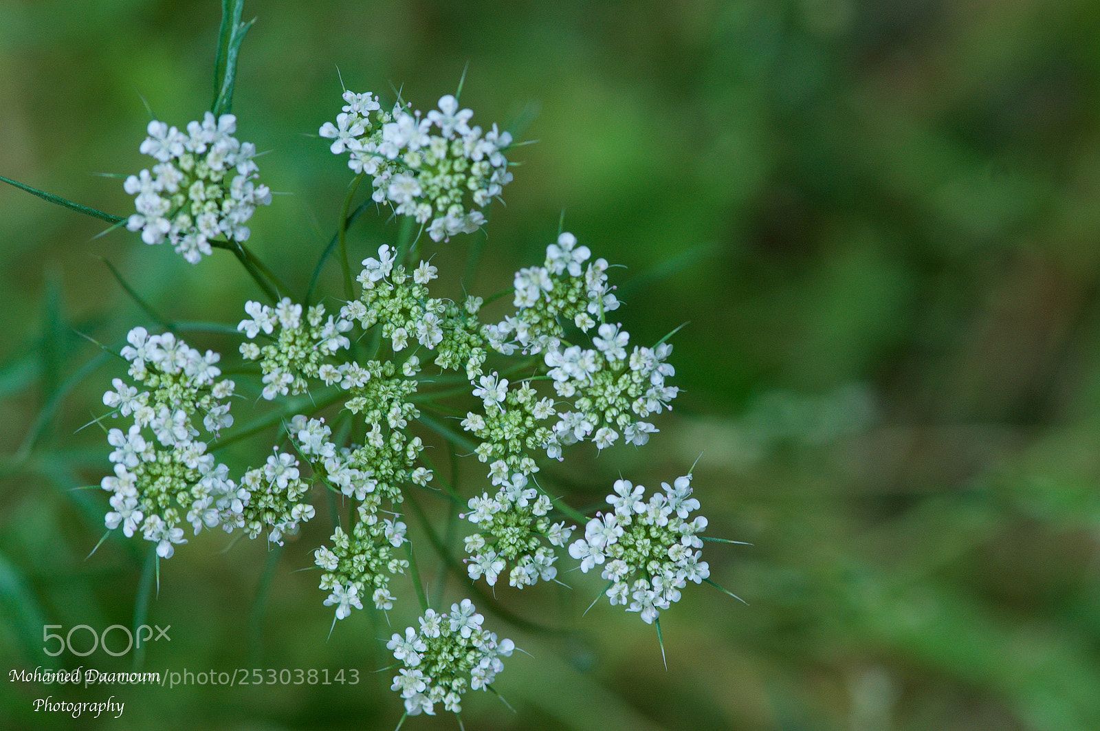 Nikon D300 sample photo. Spring photography