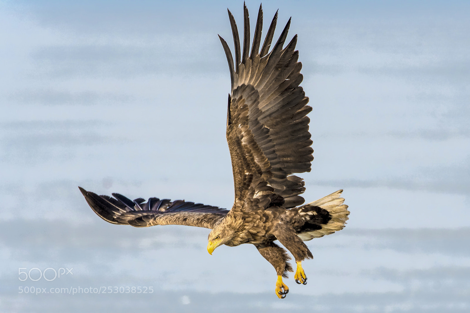 Nikon D500 sample photo. The white tailed eagle photography