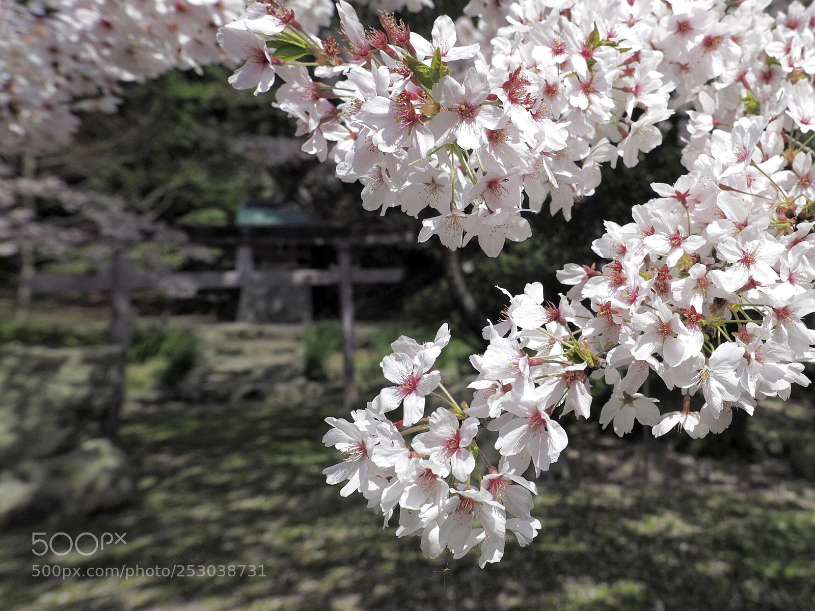 Olympus OM-D E-M5 II sample photo. Cherry blossoms all around photography