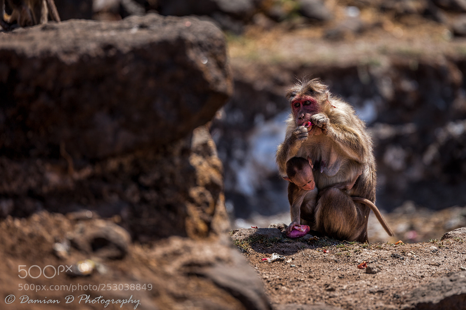 Canon EOS 5D Mark II sample photo. Bonnet macaques photography