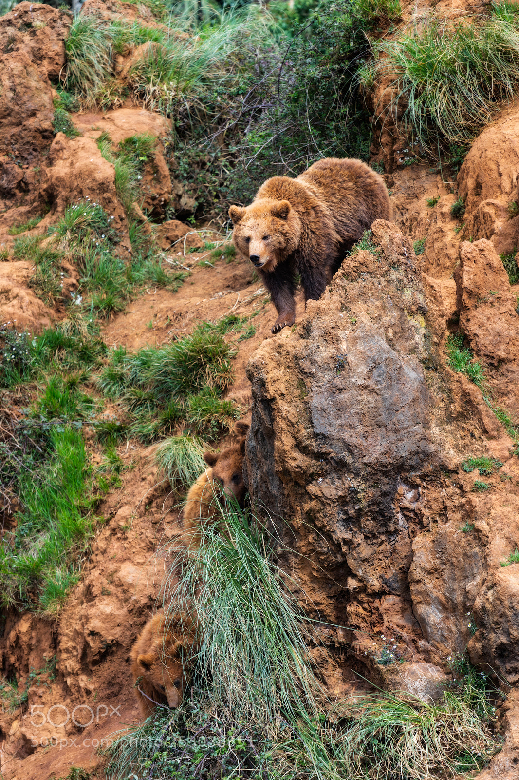 Canon EOS 6D Mark II sample photo. Brown bear  040418-0539 photography